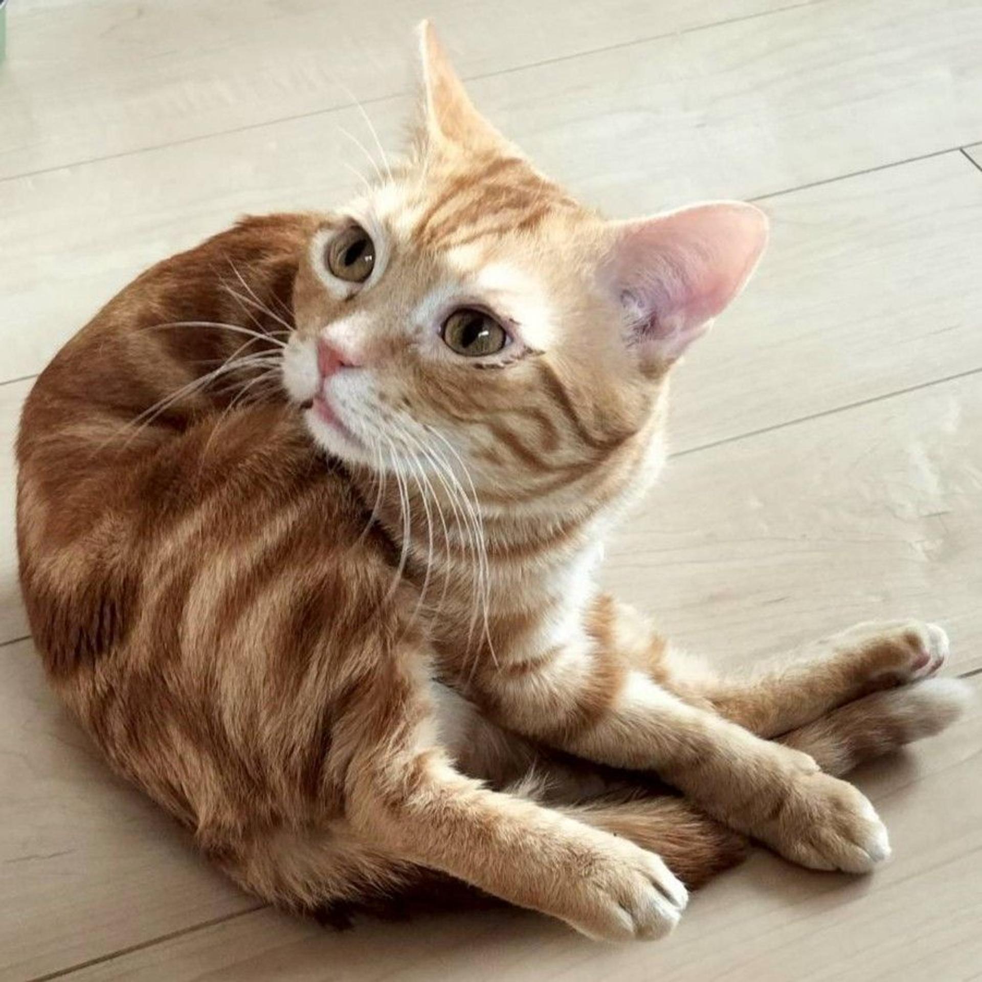 pet-image-3