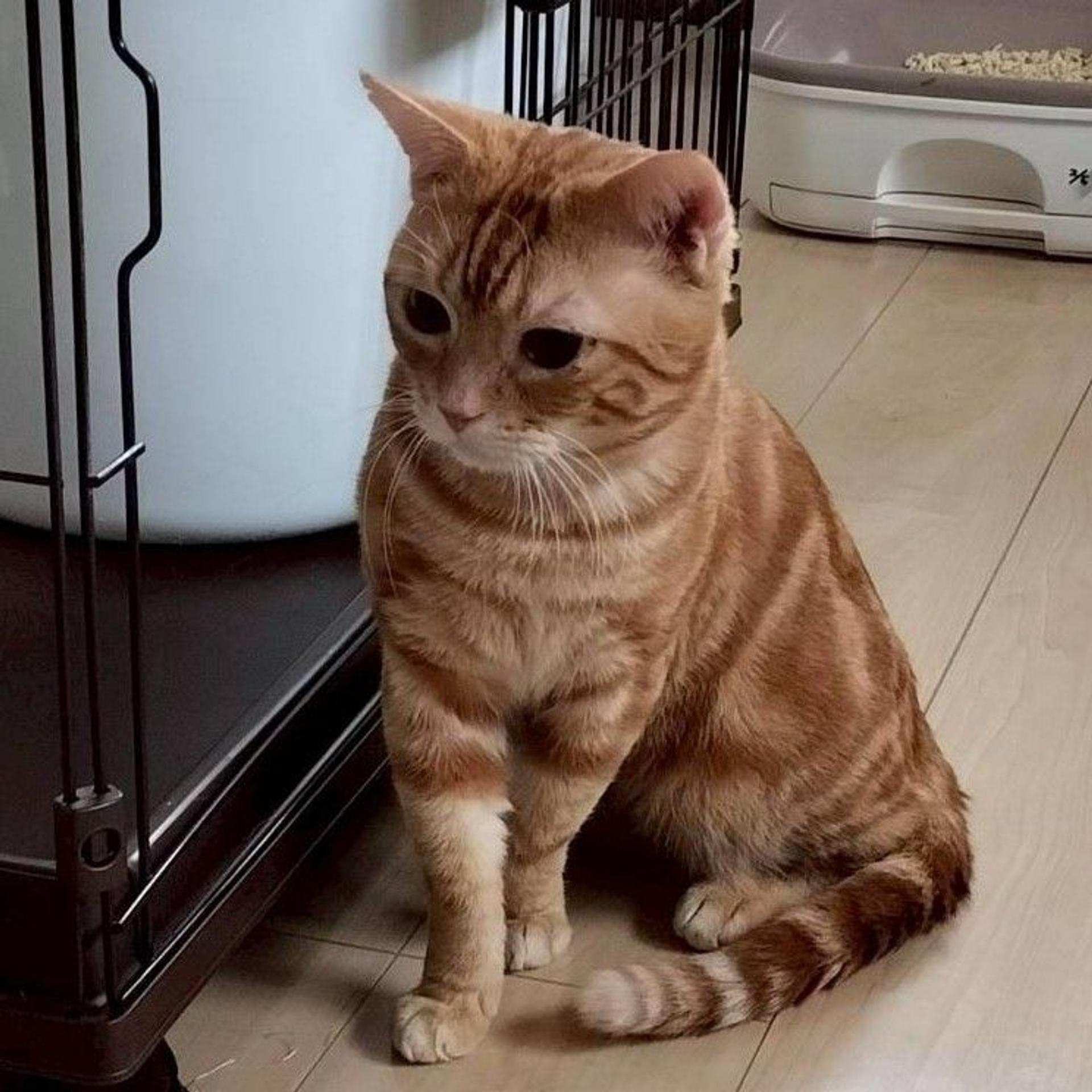 pet-image-4