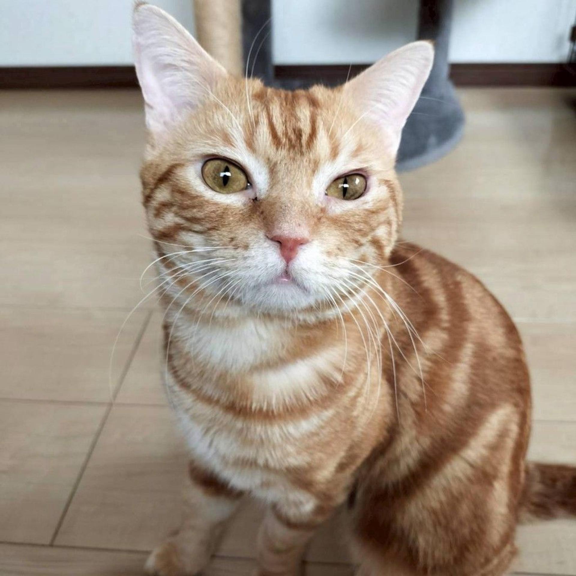 pet-image-7
