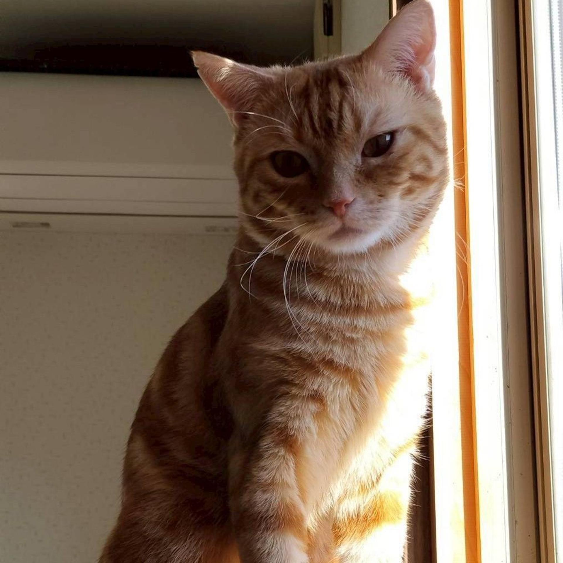 pet-image-9