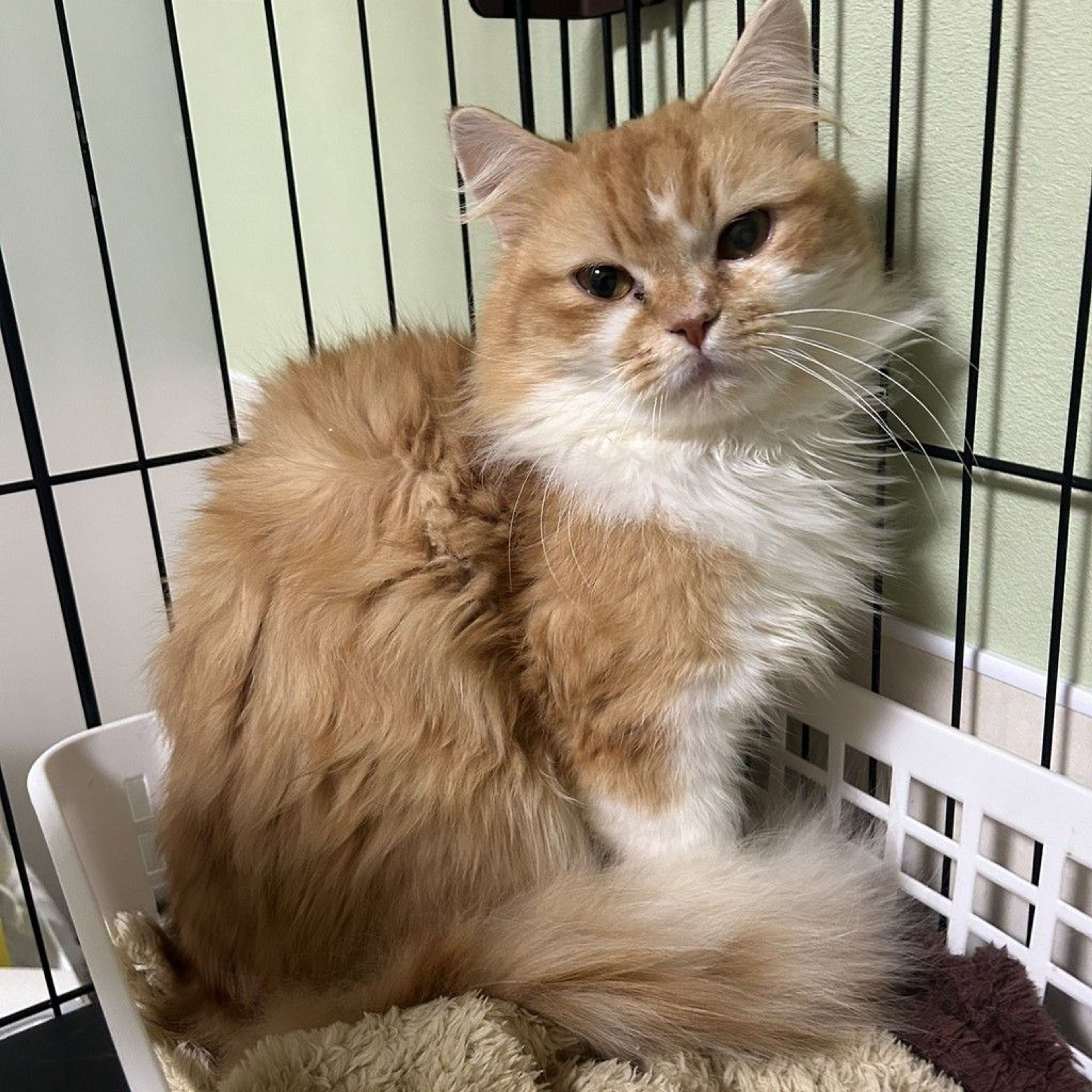 雑種（ミックス猫）・オスの里親募集の写真