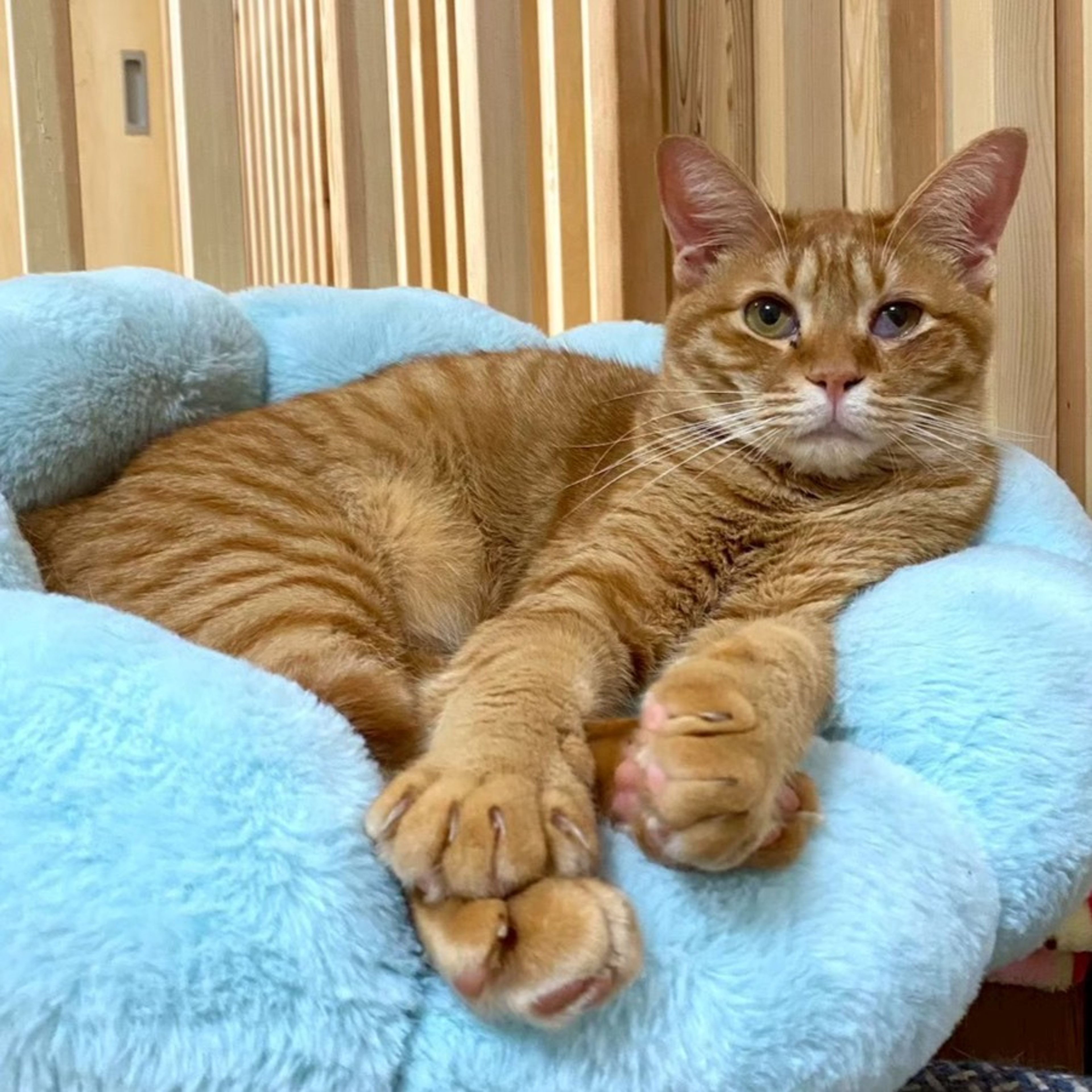 雑種（ミックス猫）・オスの里親募集の写真