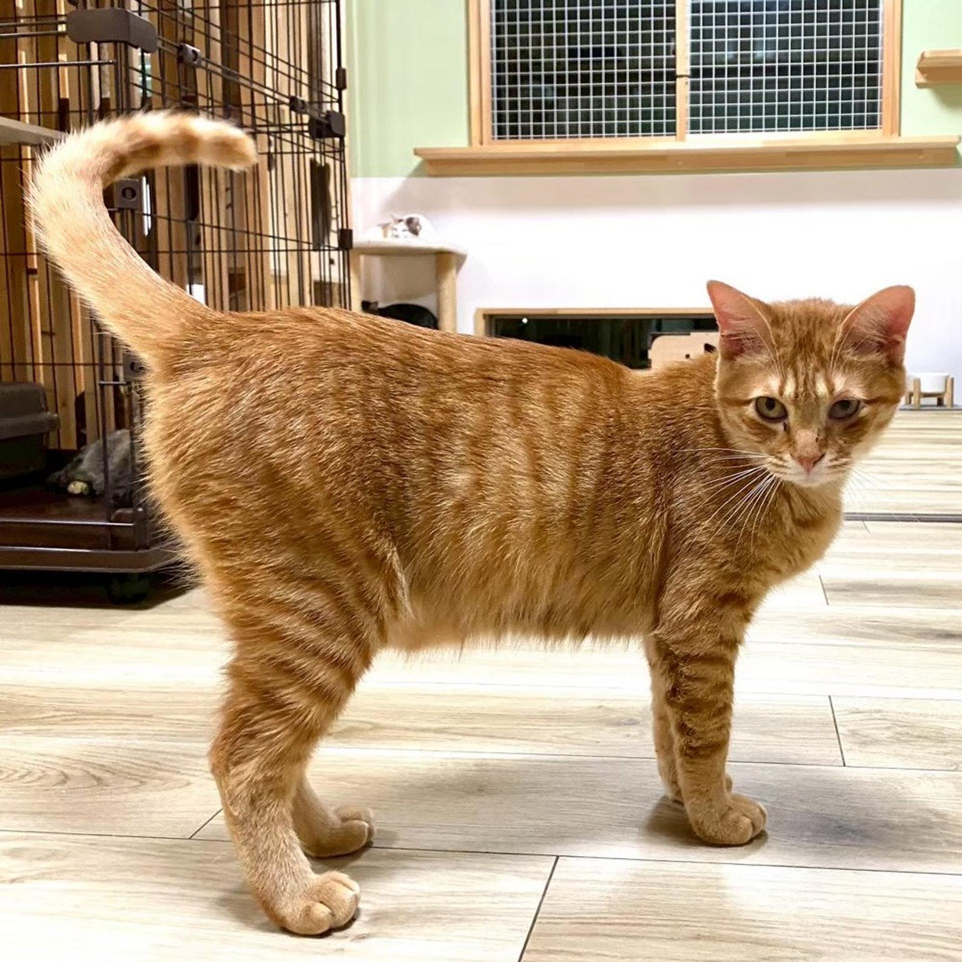 pet-image-3