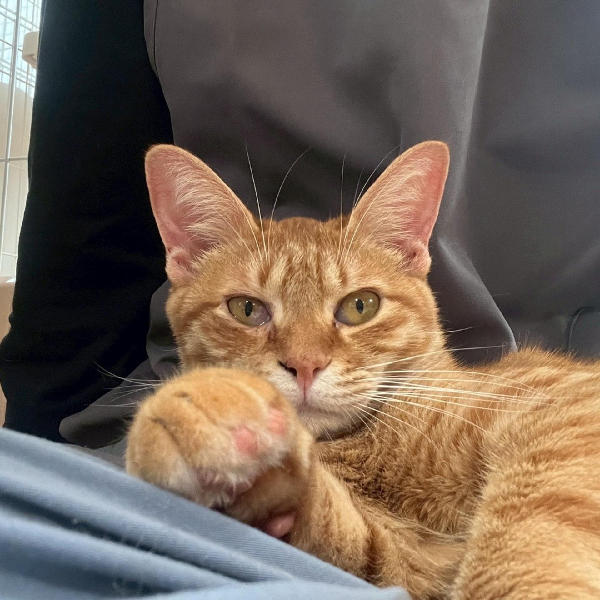 pet-image-4