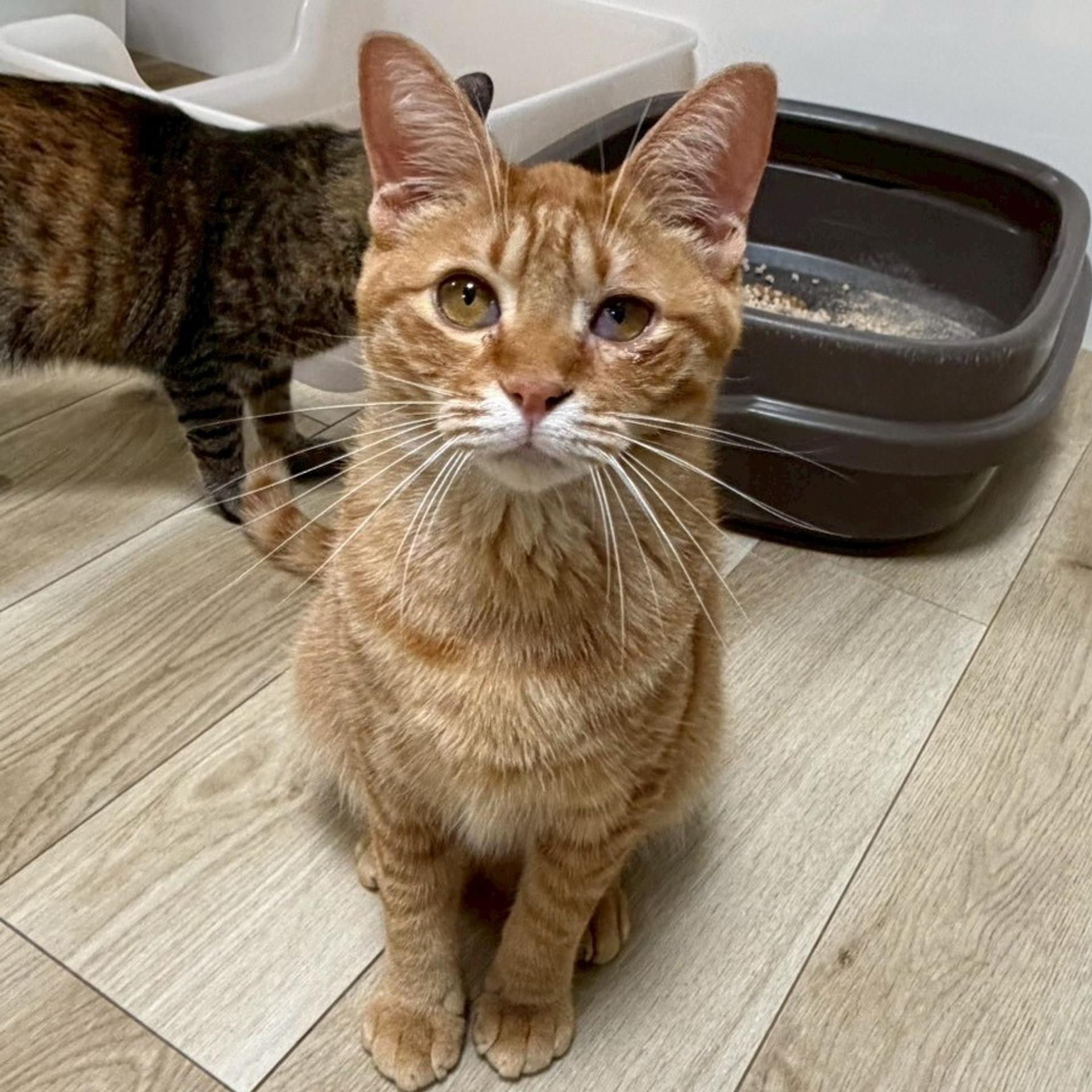 pet-image-6