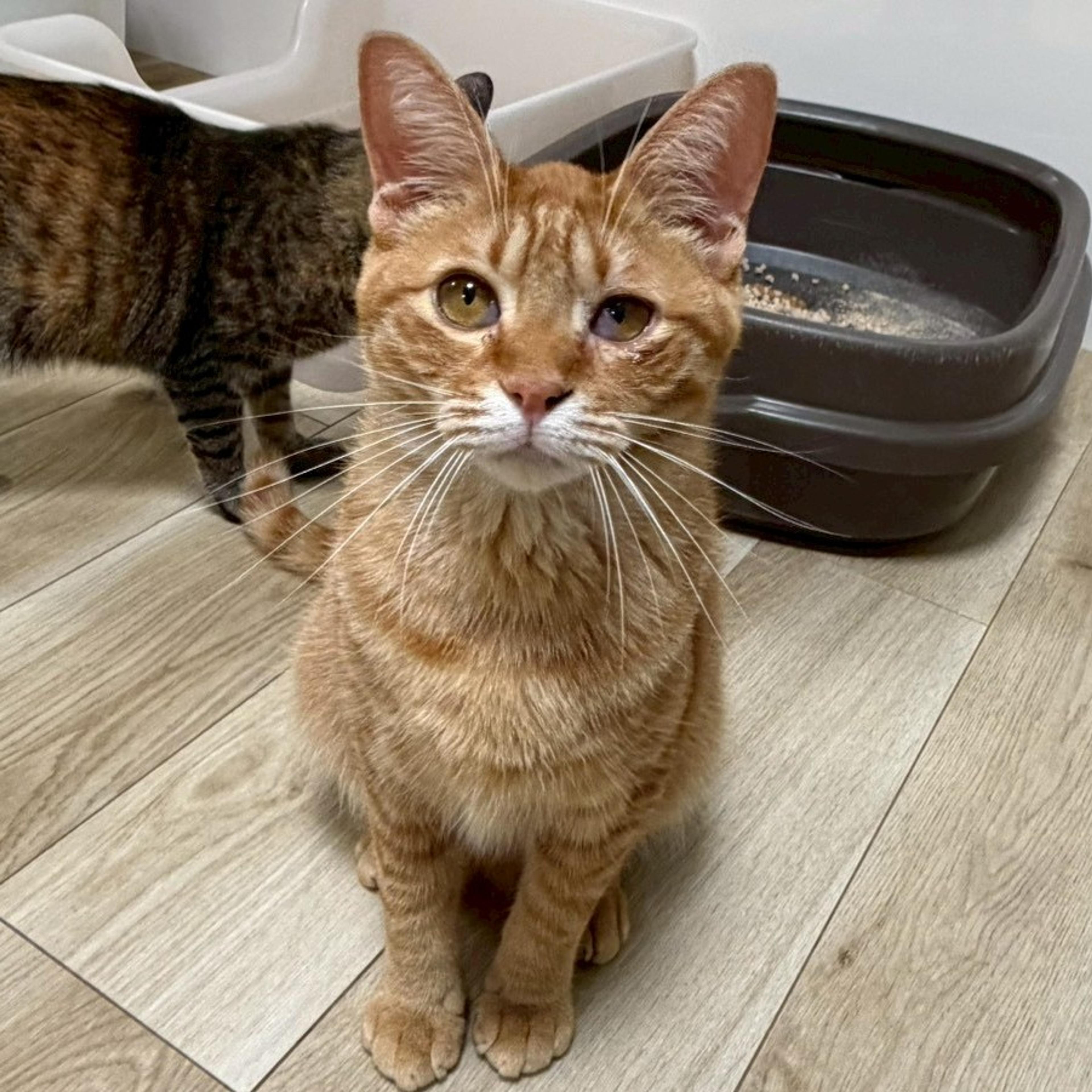 pet-image-6