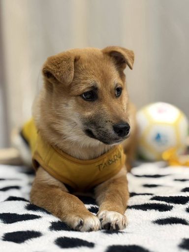 雑種（ミックス犬）・オスの里親募集の写真