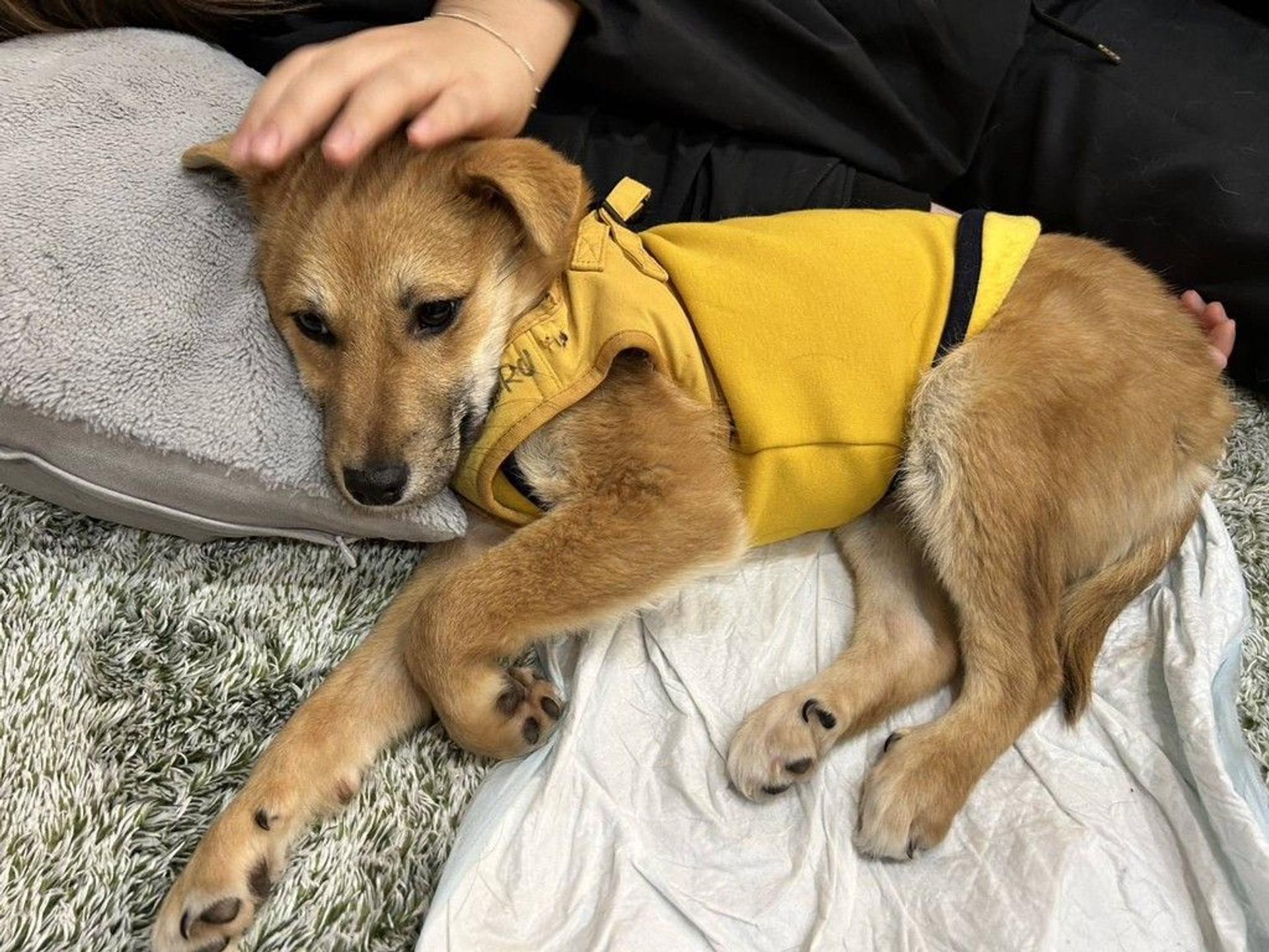 pet-image-2