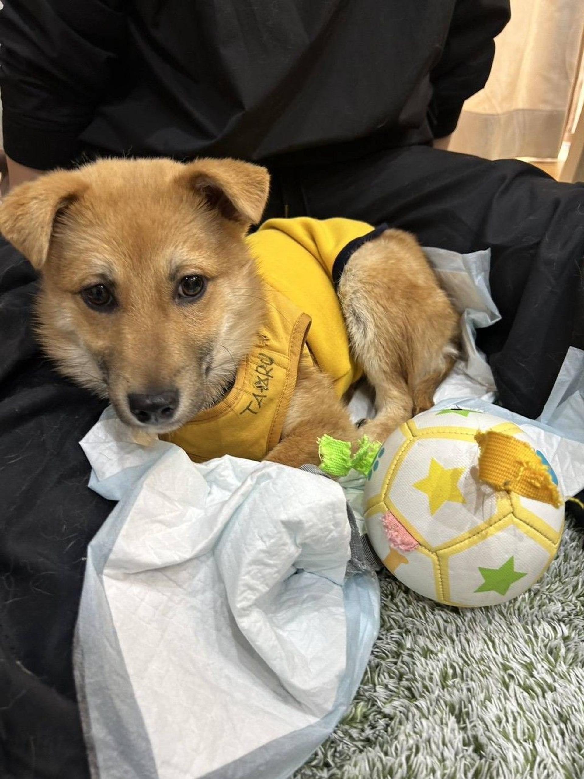 pet-image-3