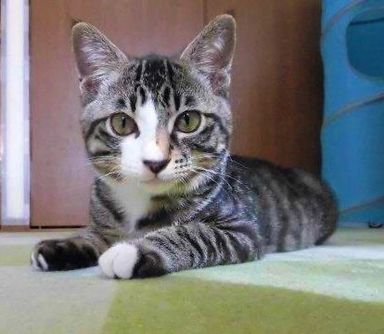 雑種（ミックス猫）・オスの里親募集の写真