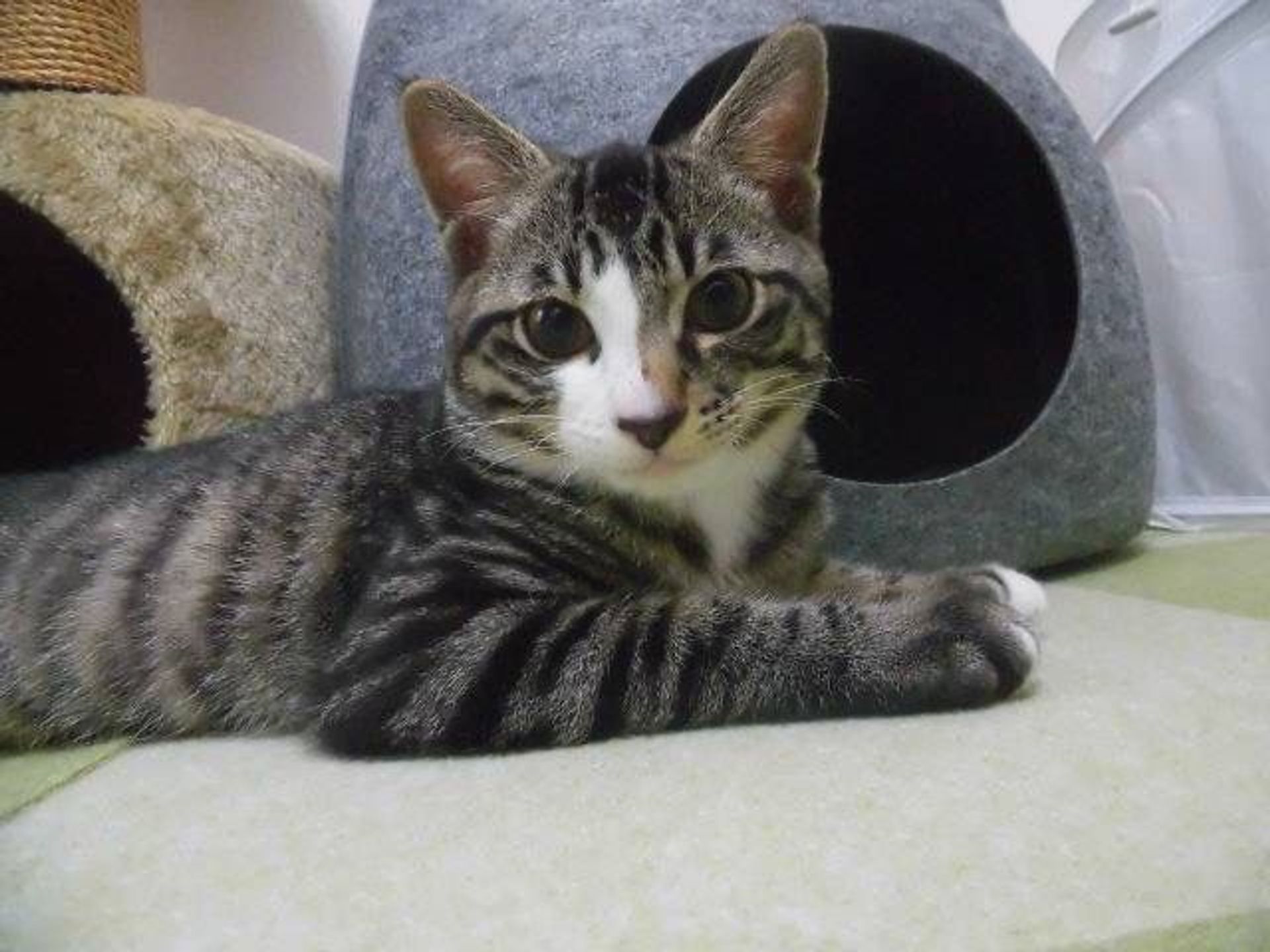 雑種（ミックス猫）・オスの里親募集の写真