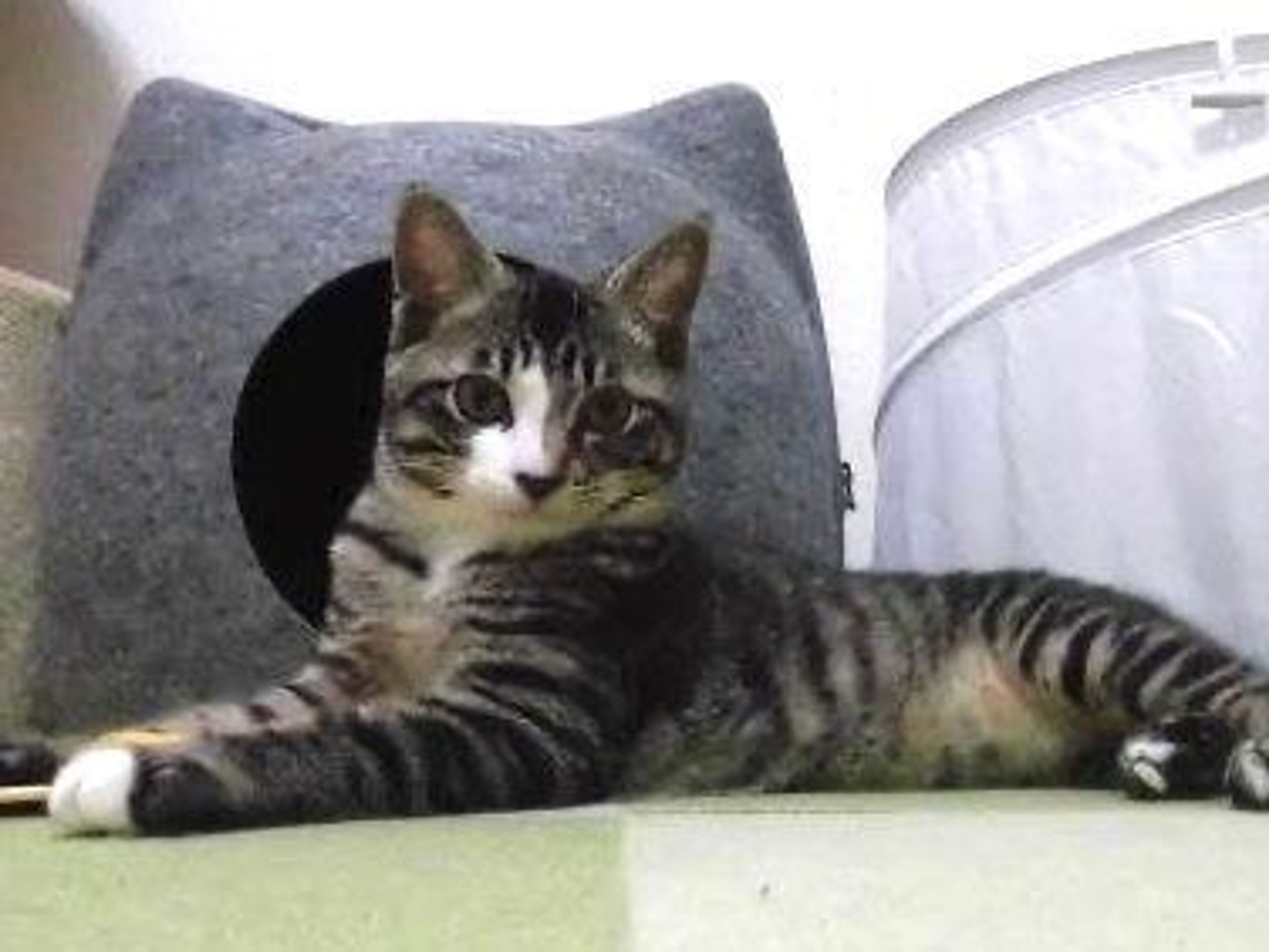 pet-image-2