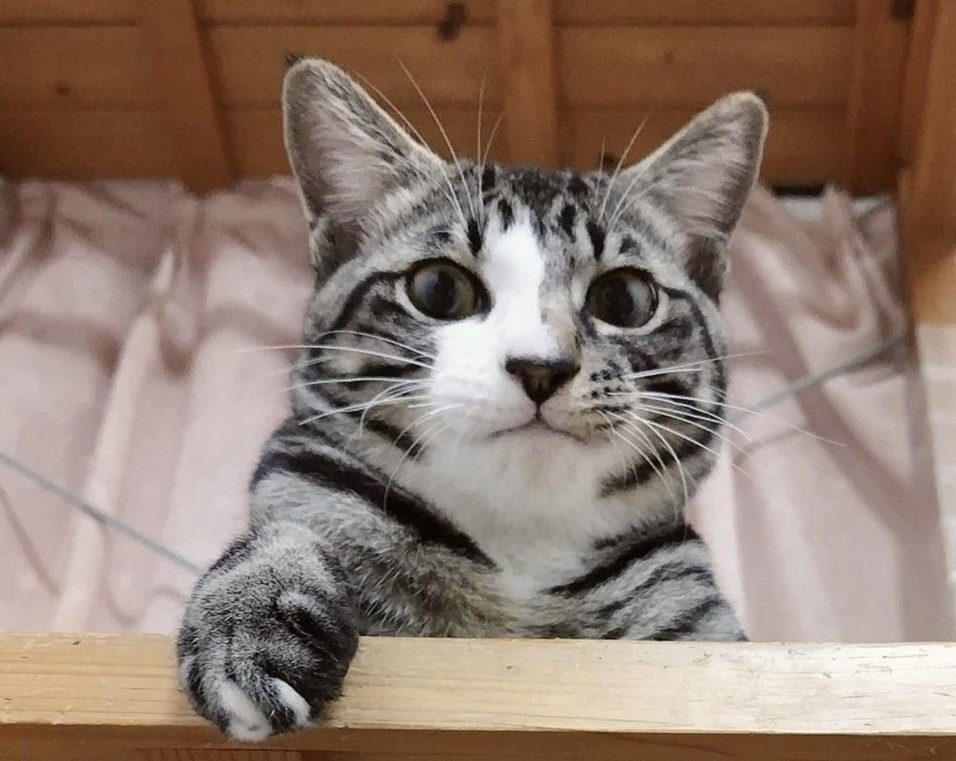 pet-image-4