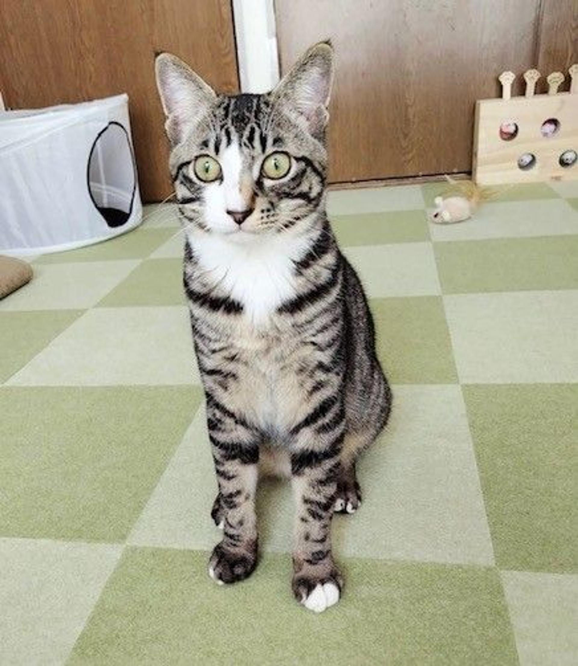 pet-image-5