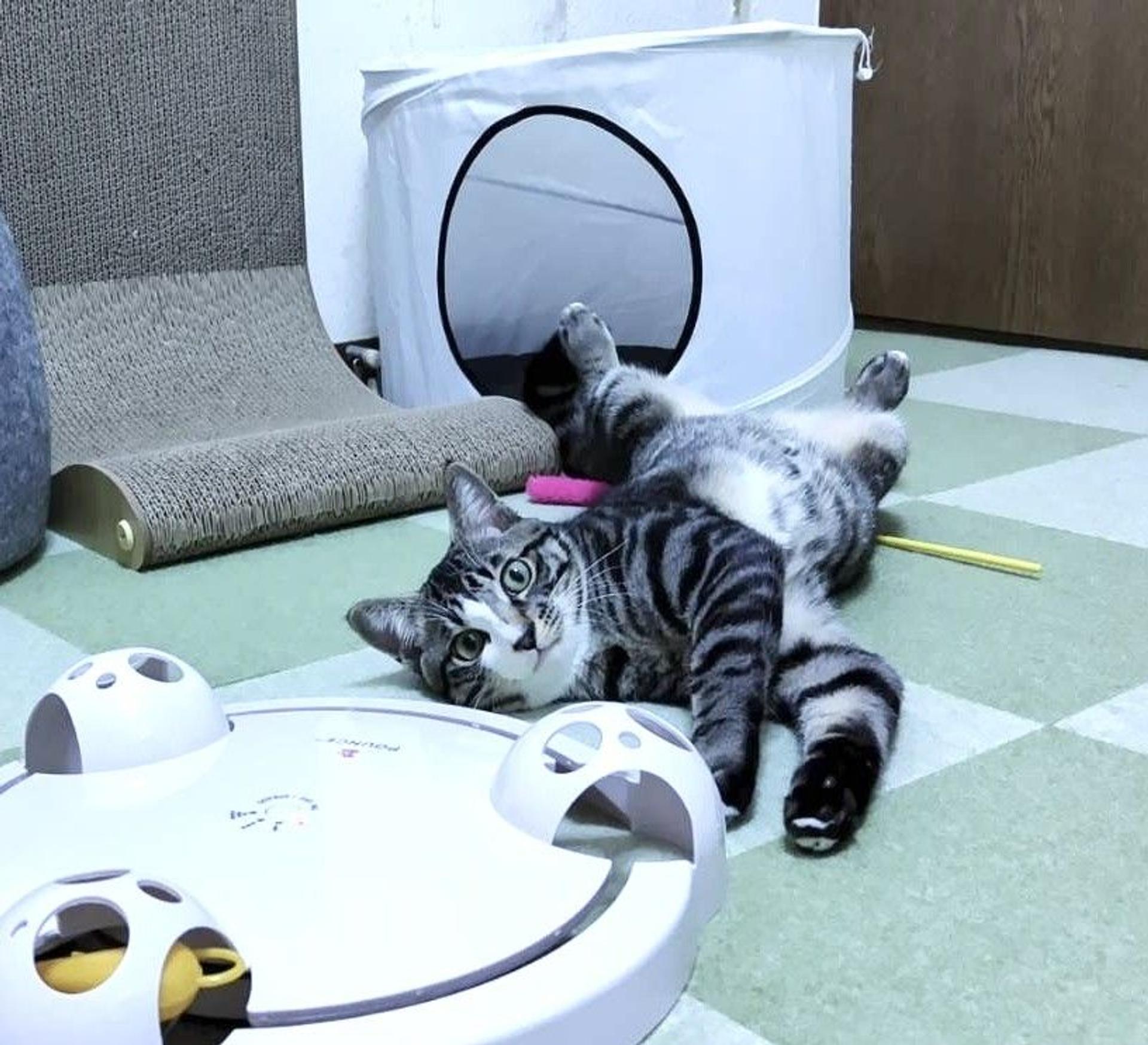 pet-image-6