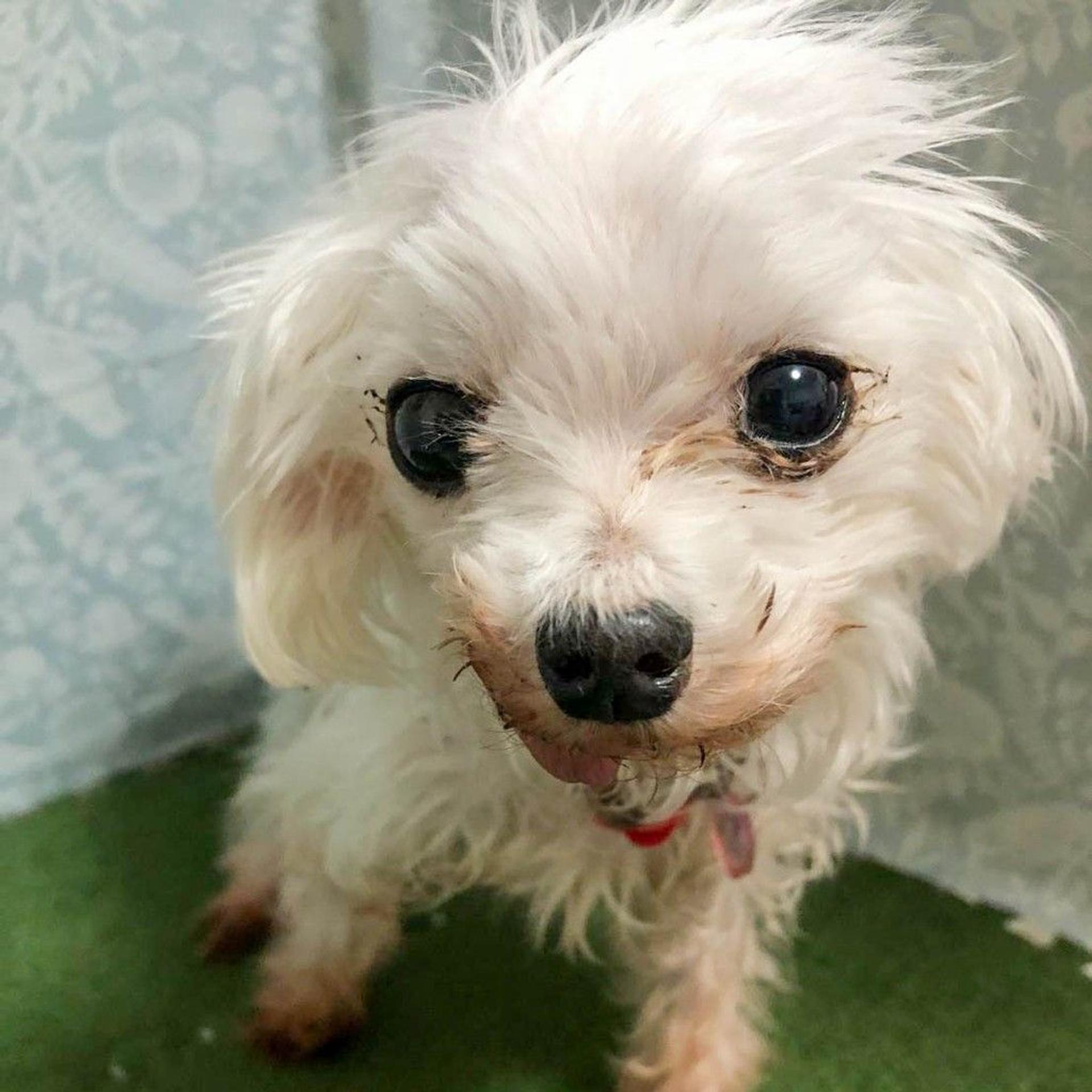 pet-image-4