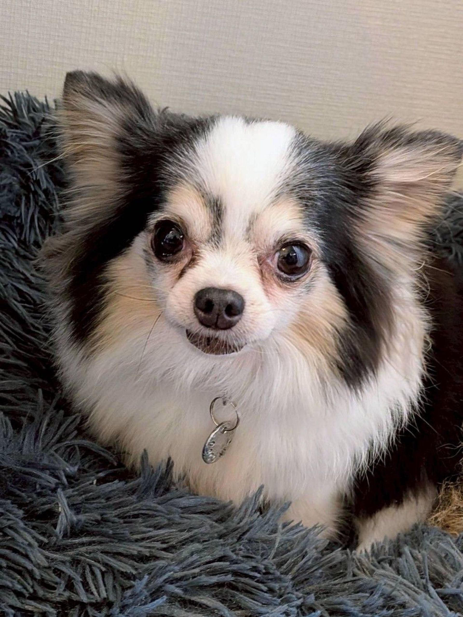 チワワ・メスの里親募集の写真