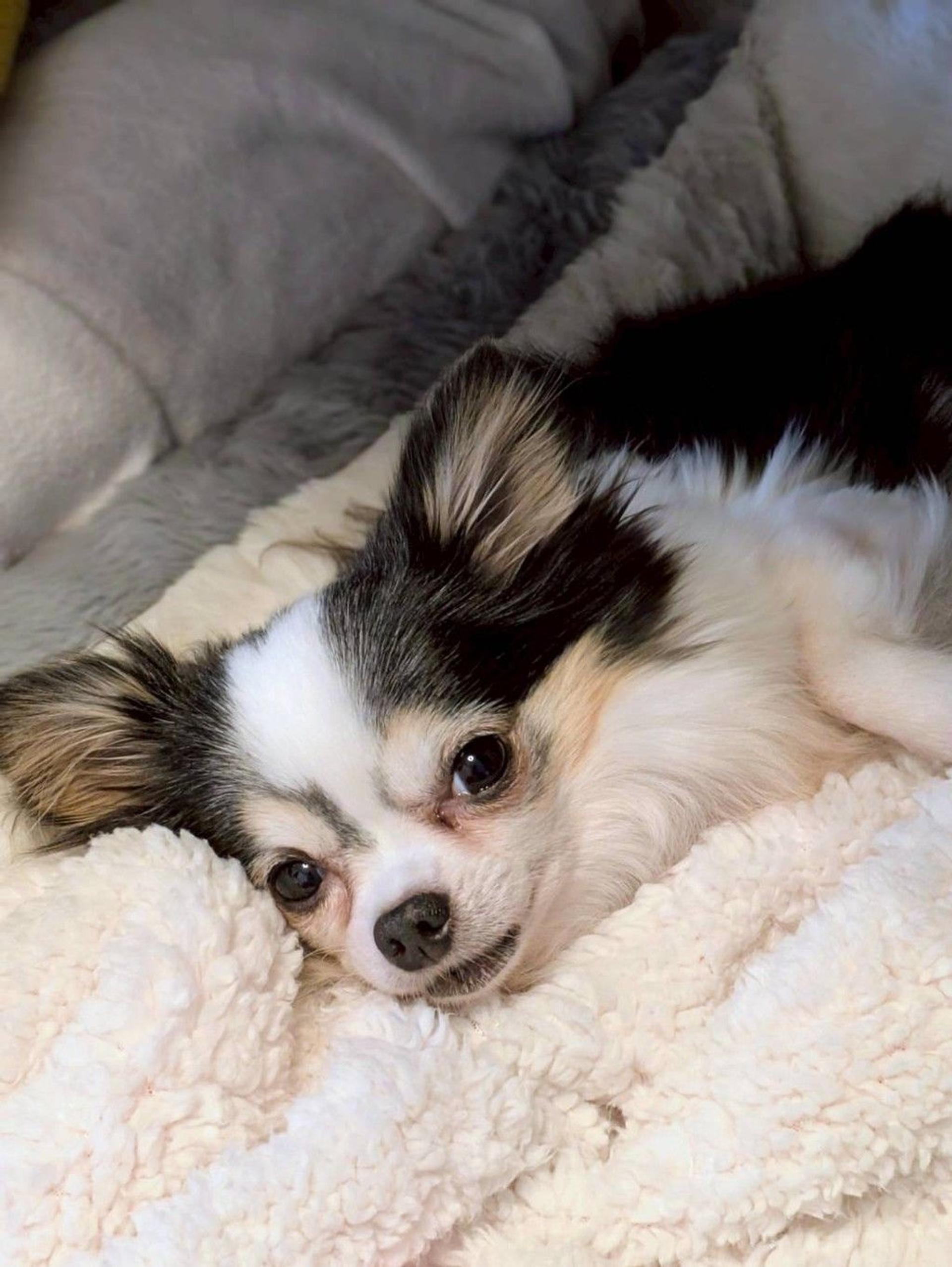 pet-image-4