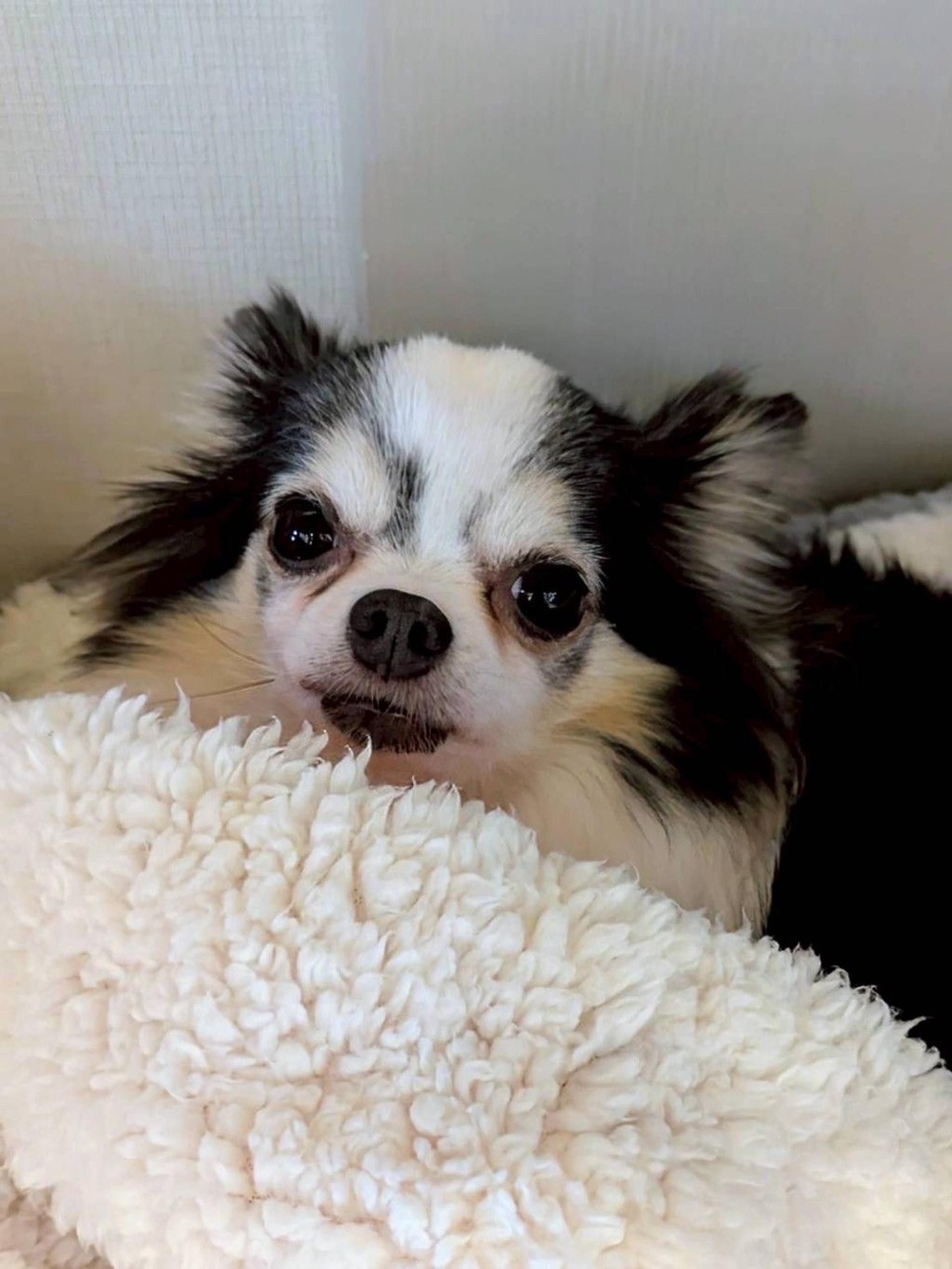 pet-image-5