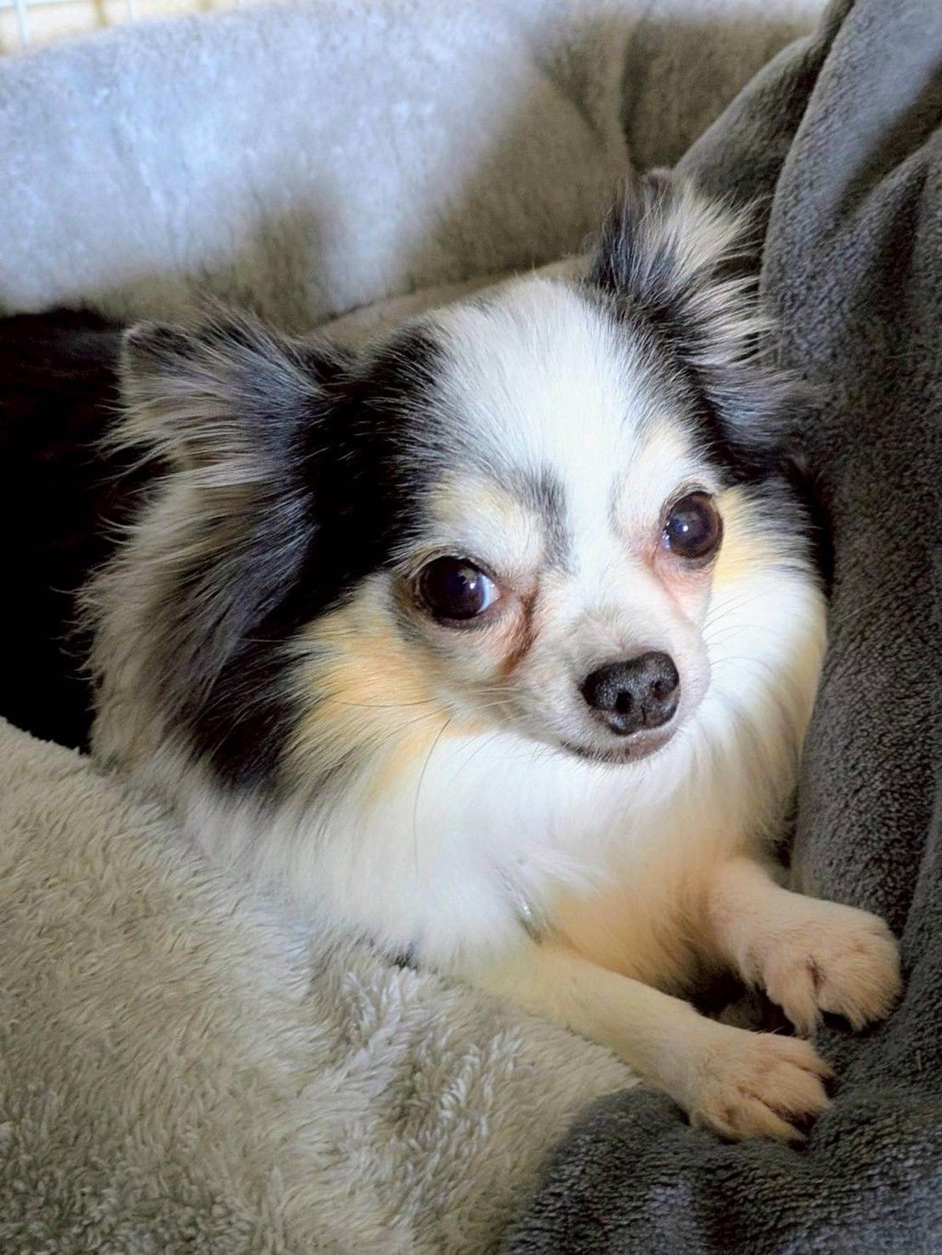 pet-image-6