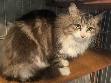 雑種（ミックス猫）・オスの里親募集の写真