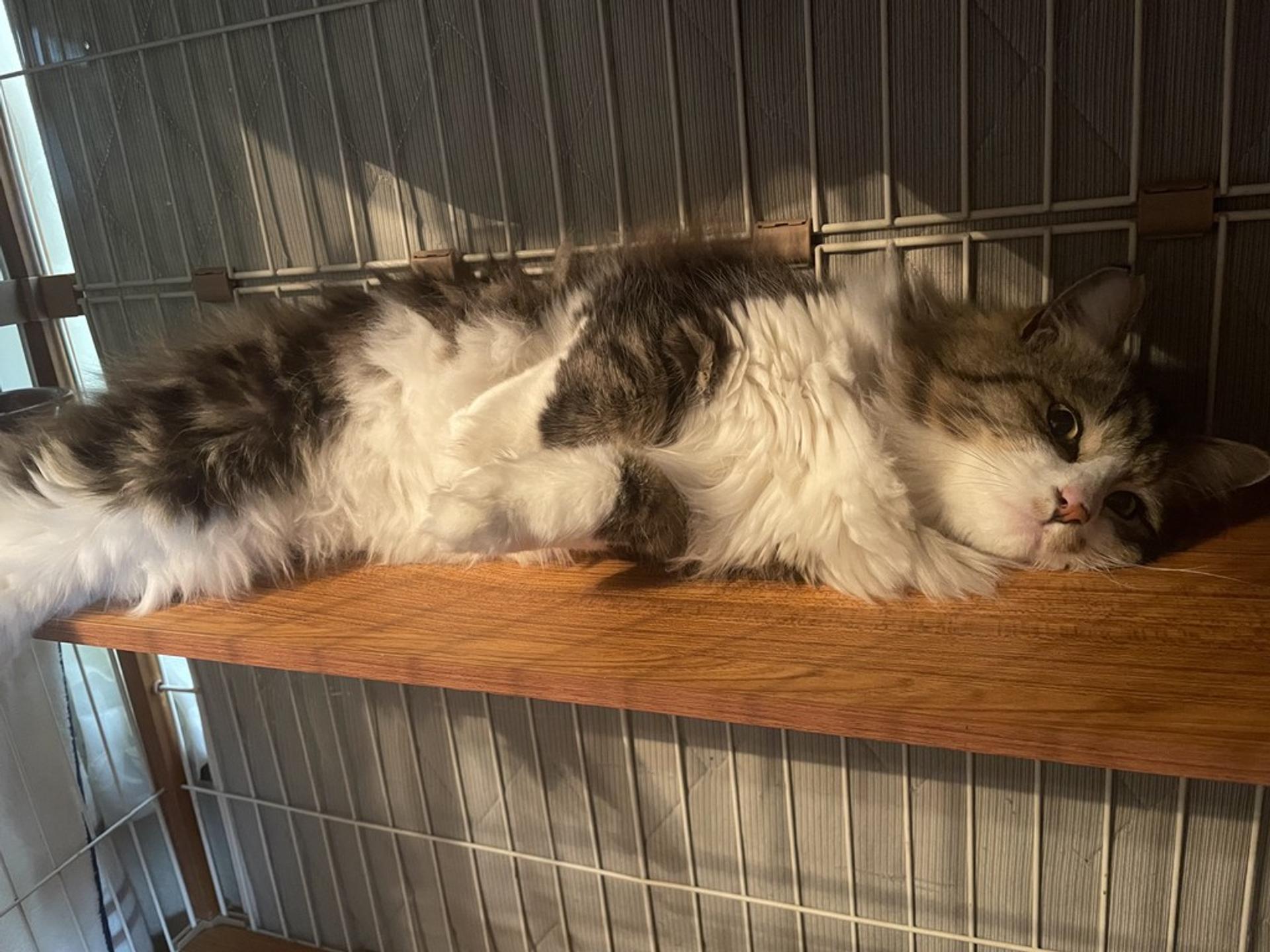pet-image-2