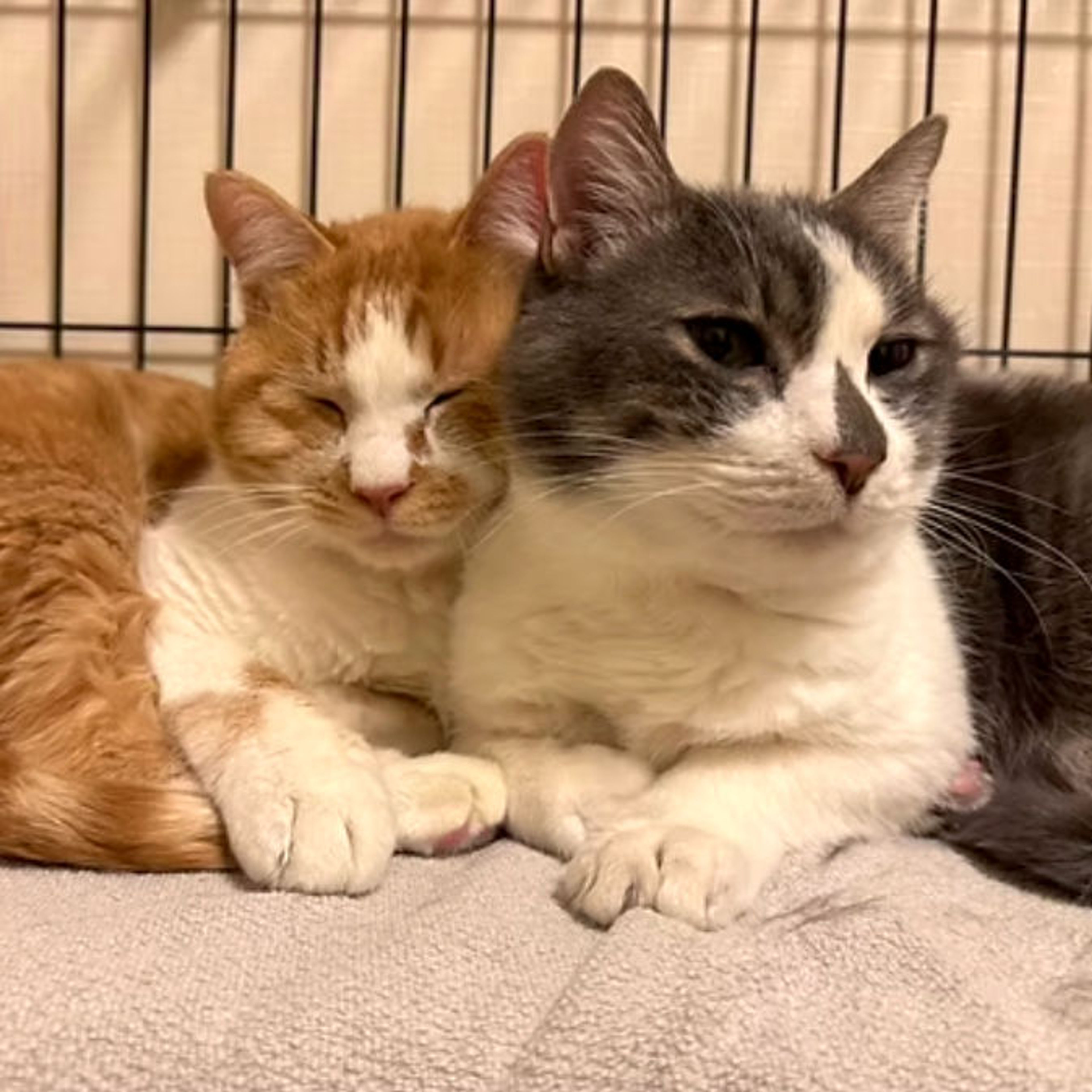 雑種（ミックス猫）・オスの里親募集の写真