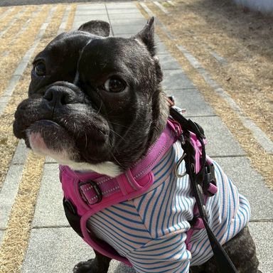 雑種（ミックス犬）・メスの里親募集の写真