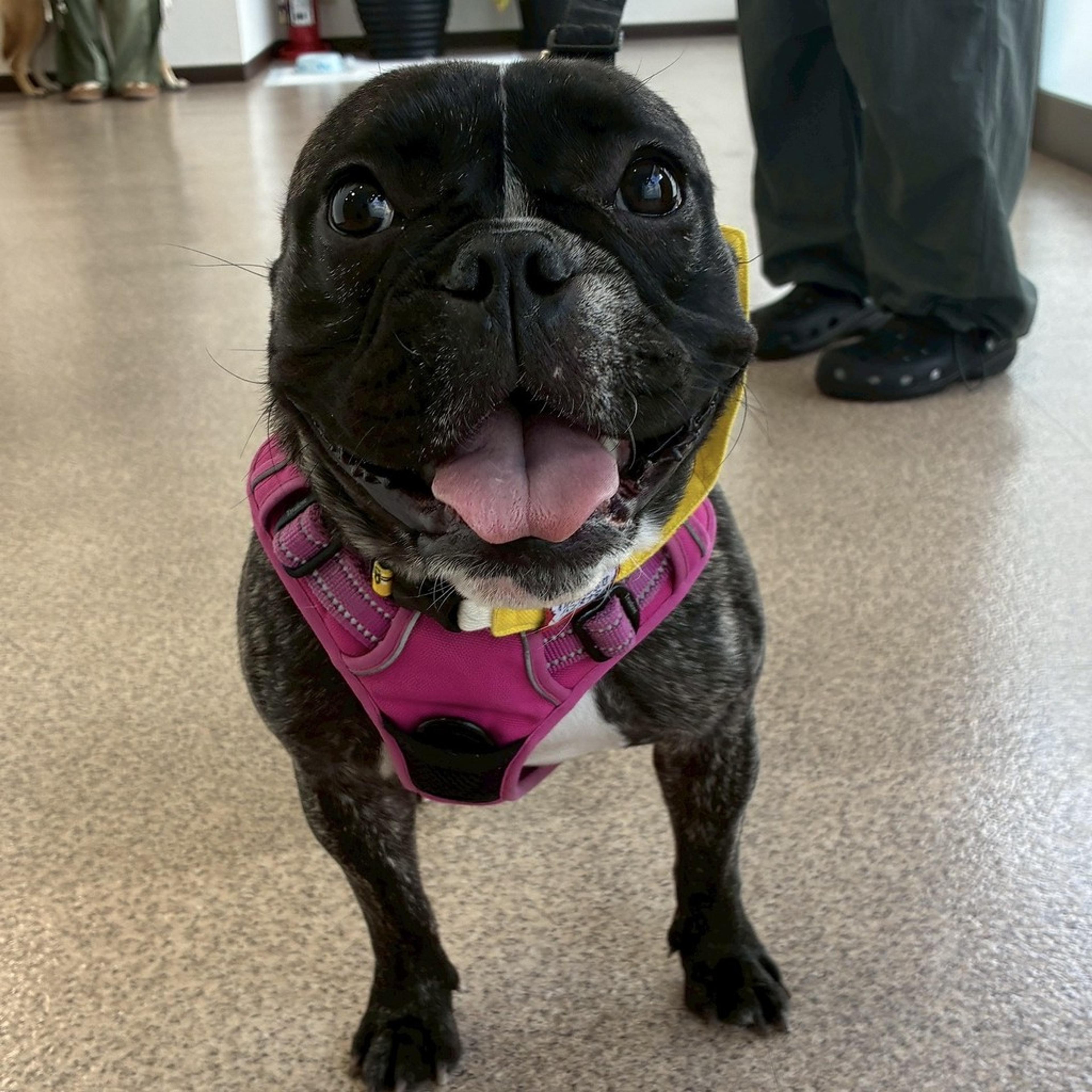 pet-image-9