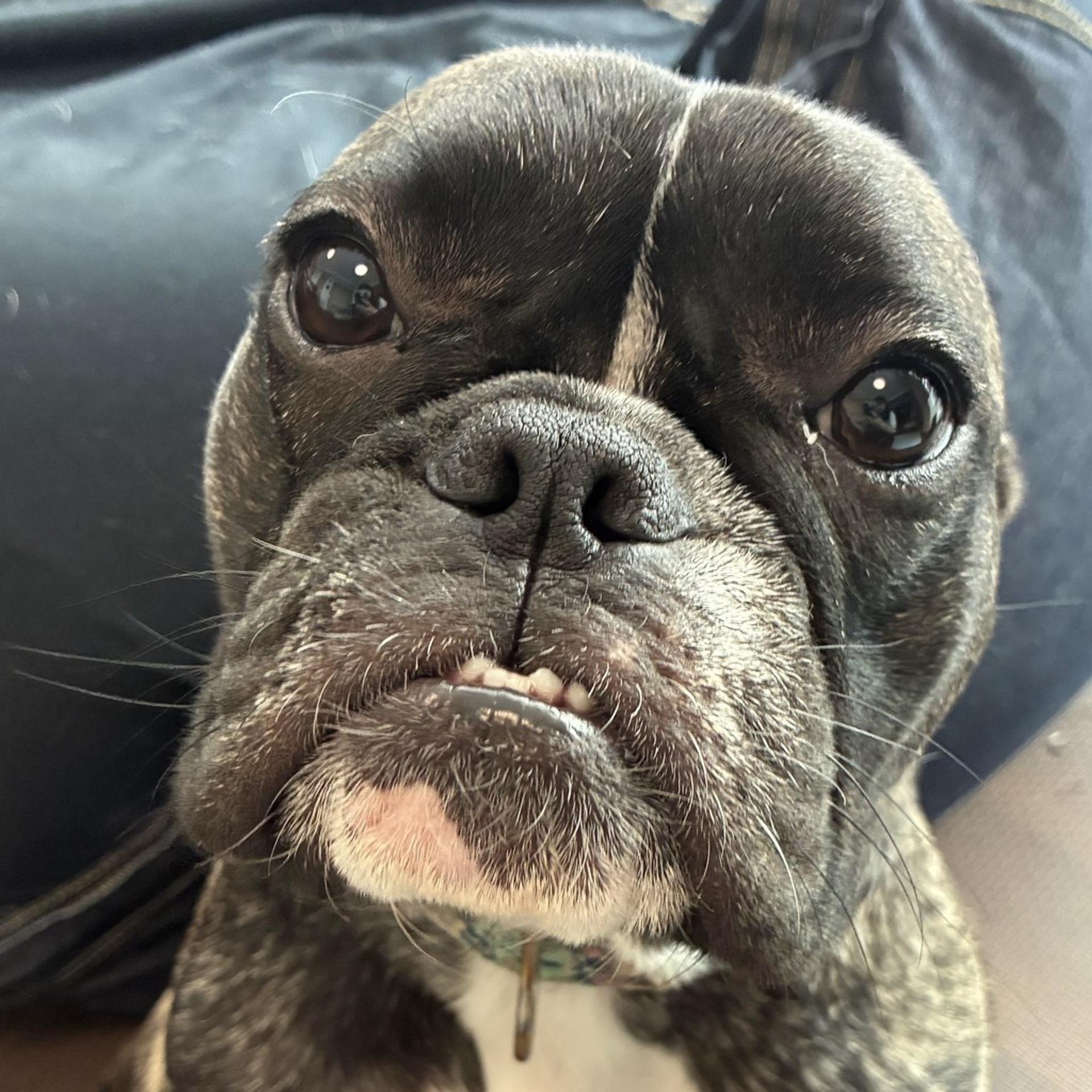 pet-image-8