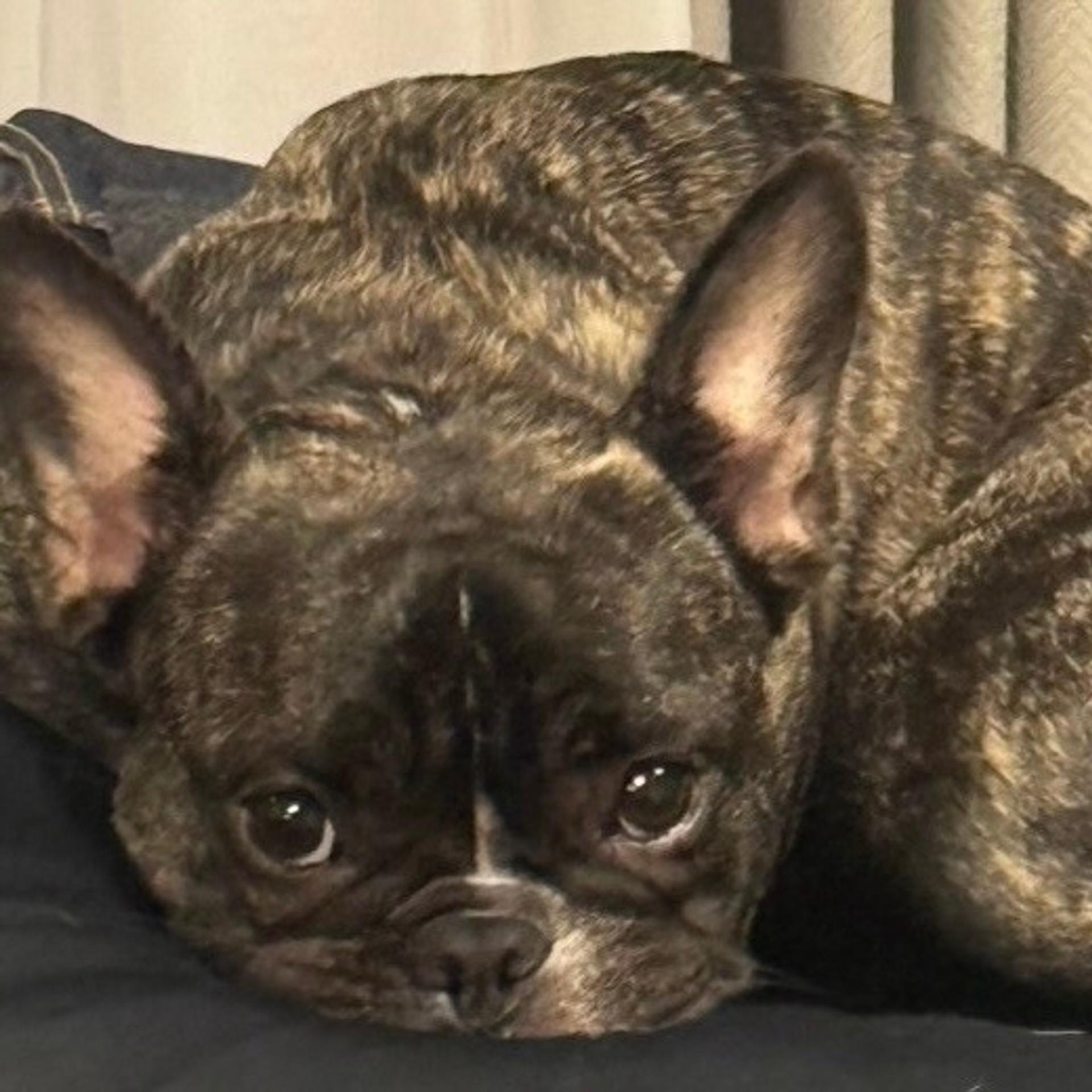 pet-image-9