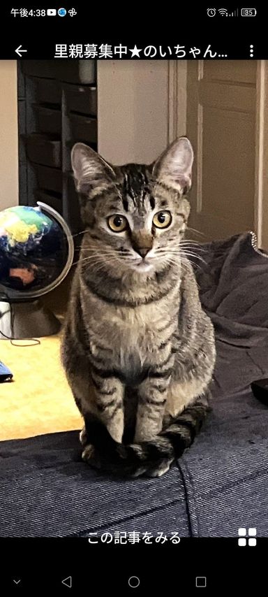 雑種（ミックス猫）・メスの里親募集の写真