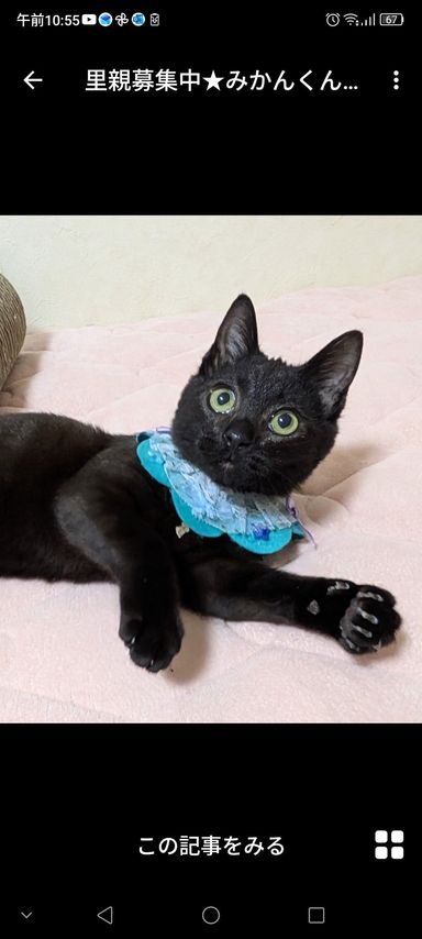 雑種（ミックス猫）・オスの里親募集の写真