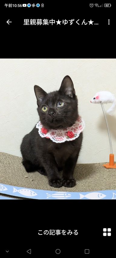 雑種（ミックス猫）・オスの里親募集の写真