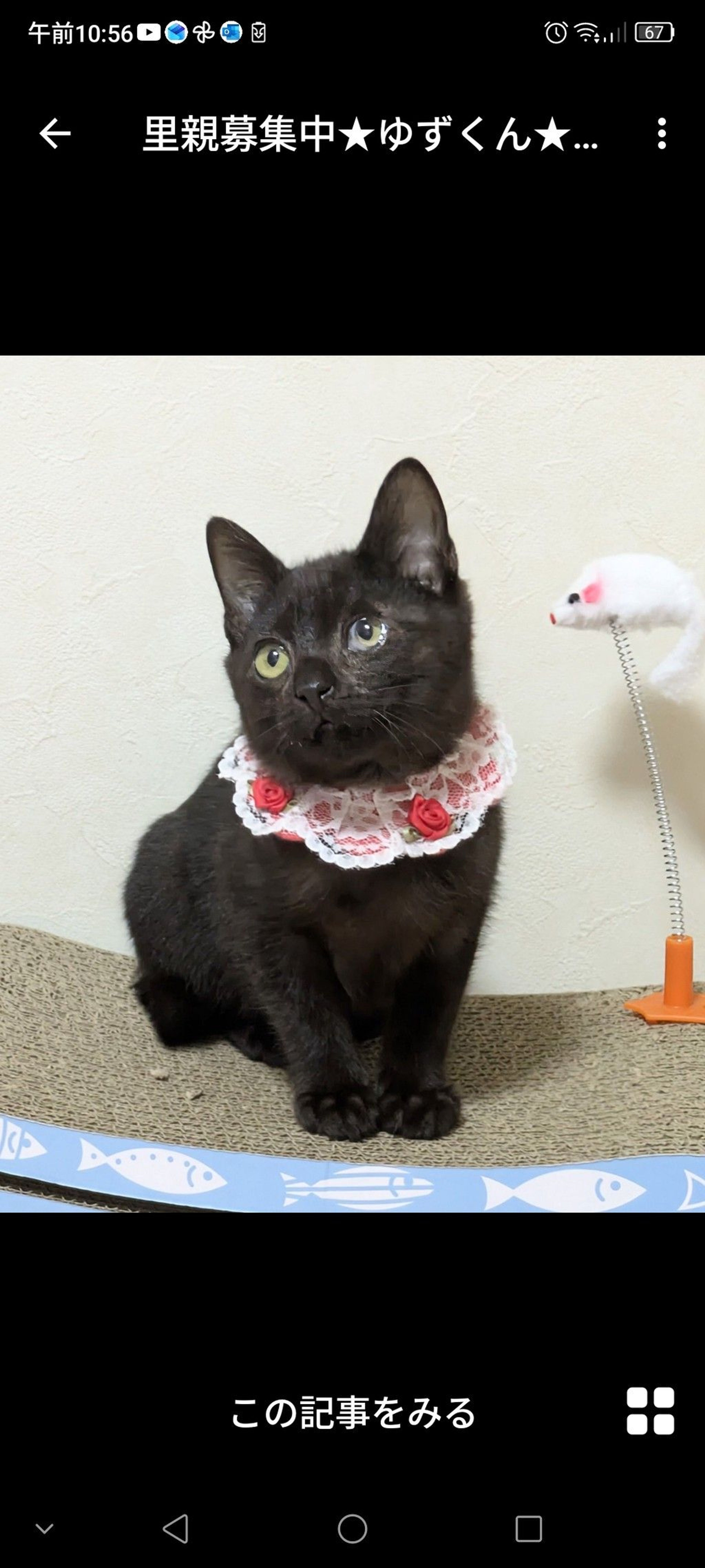 雑種（ミックス猫）・オスの里親募集の写真