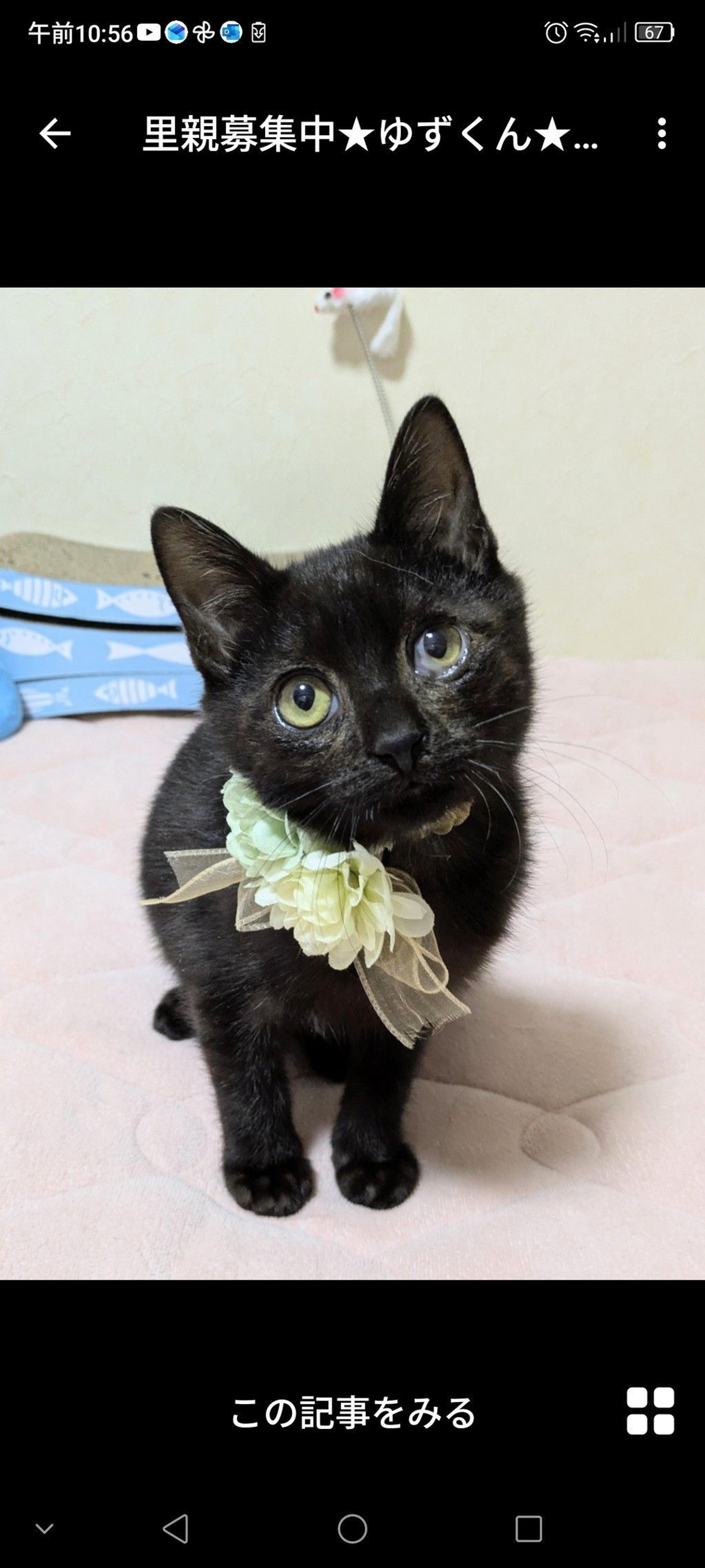 pet-image-2