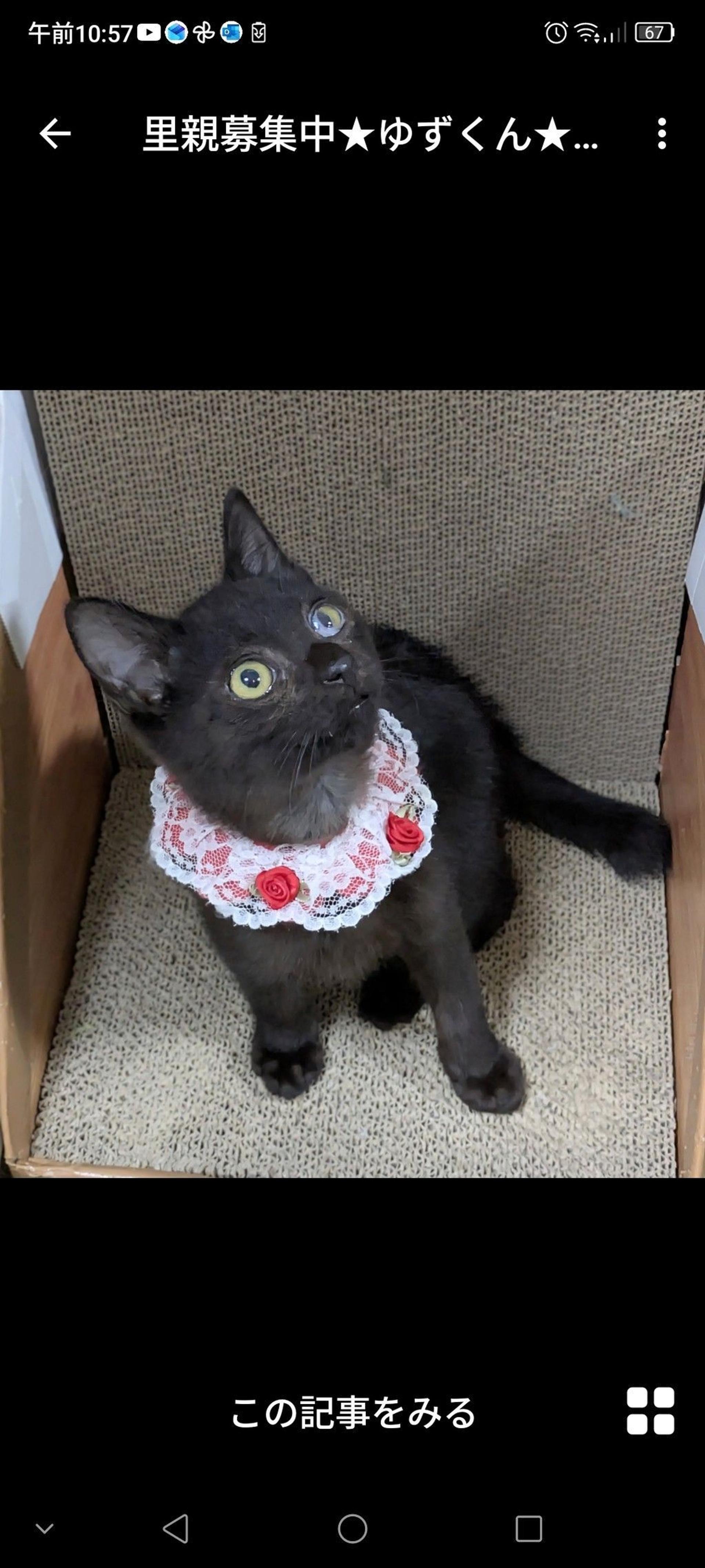 pet-image-3