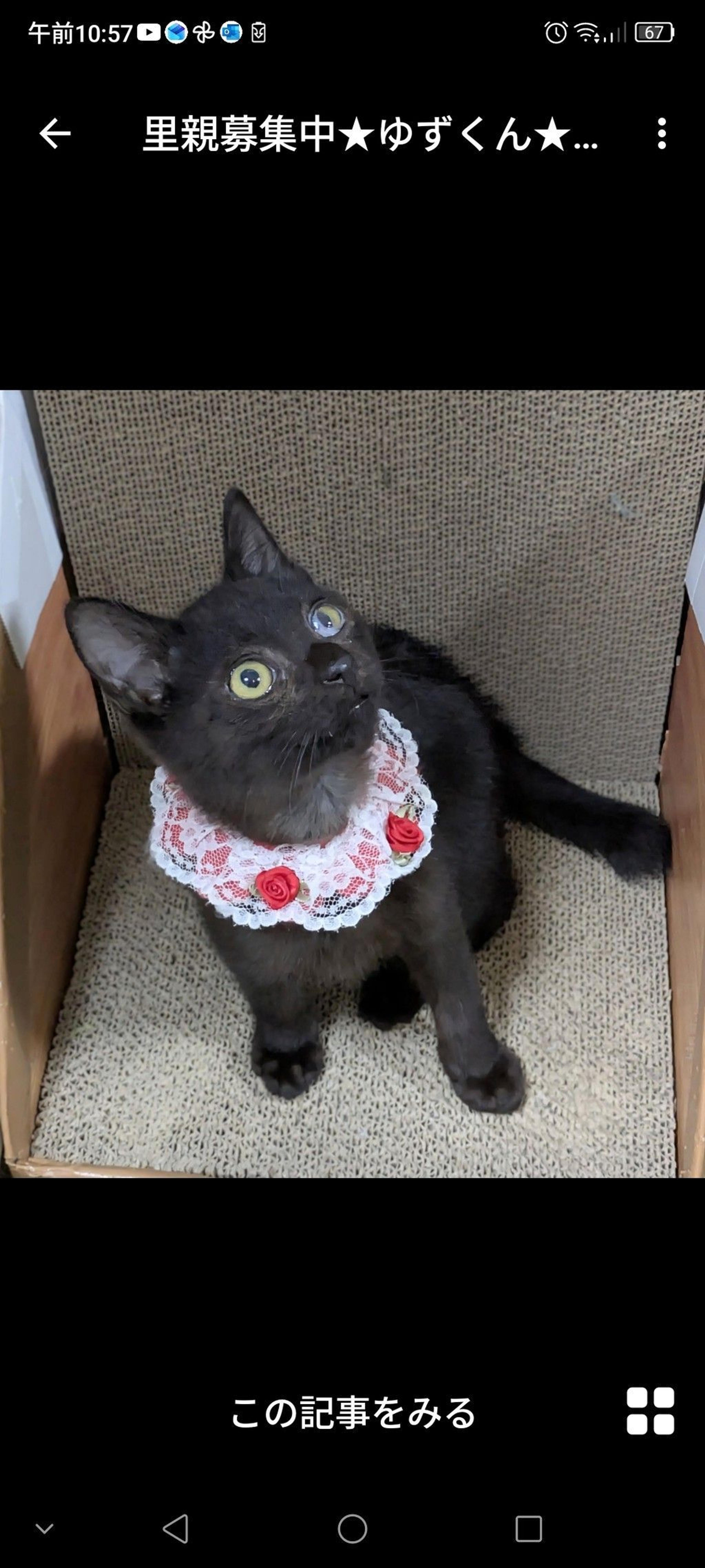 pet-image-3