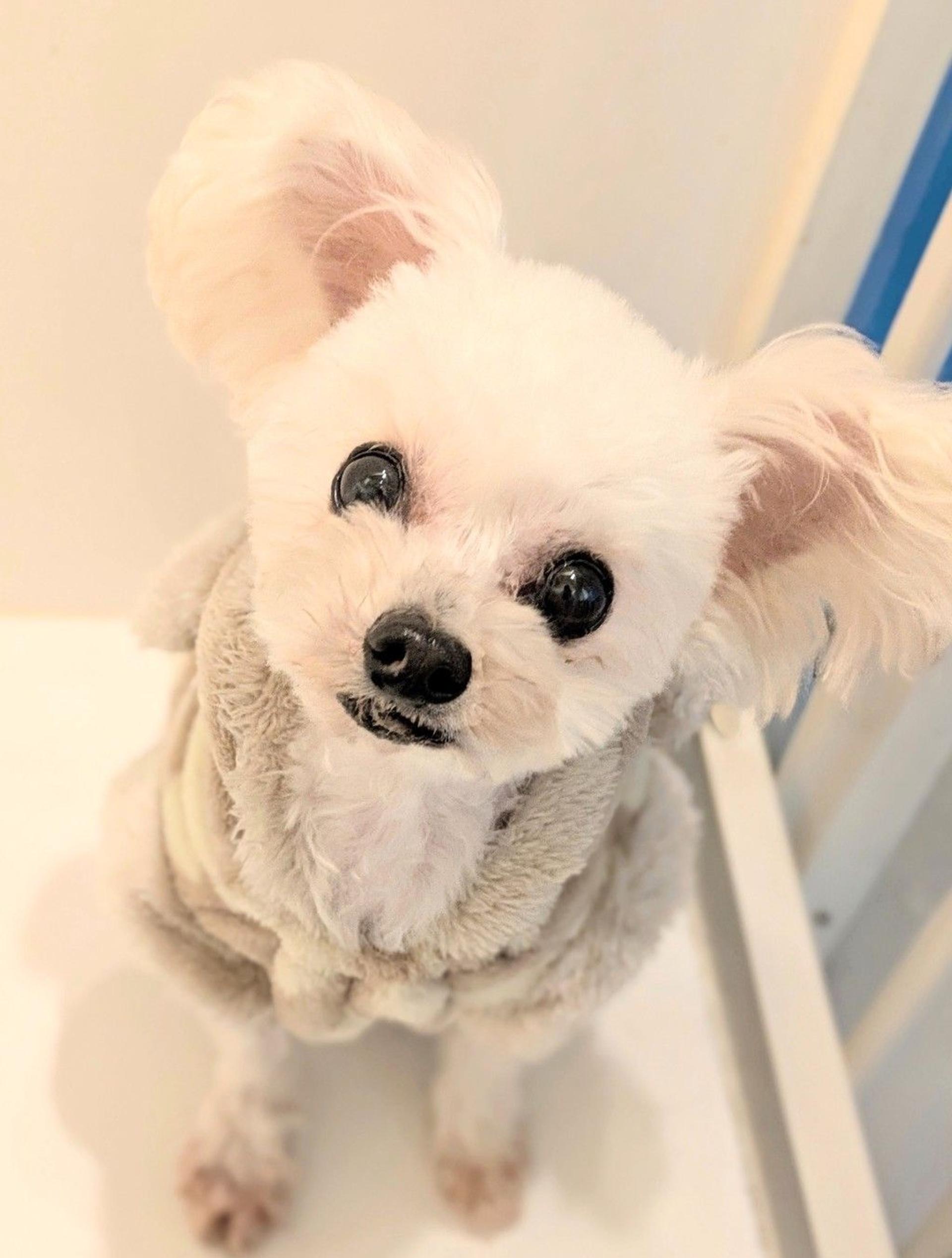 pet-image-4