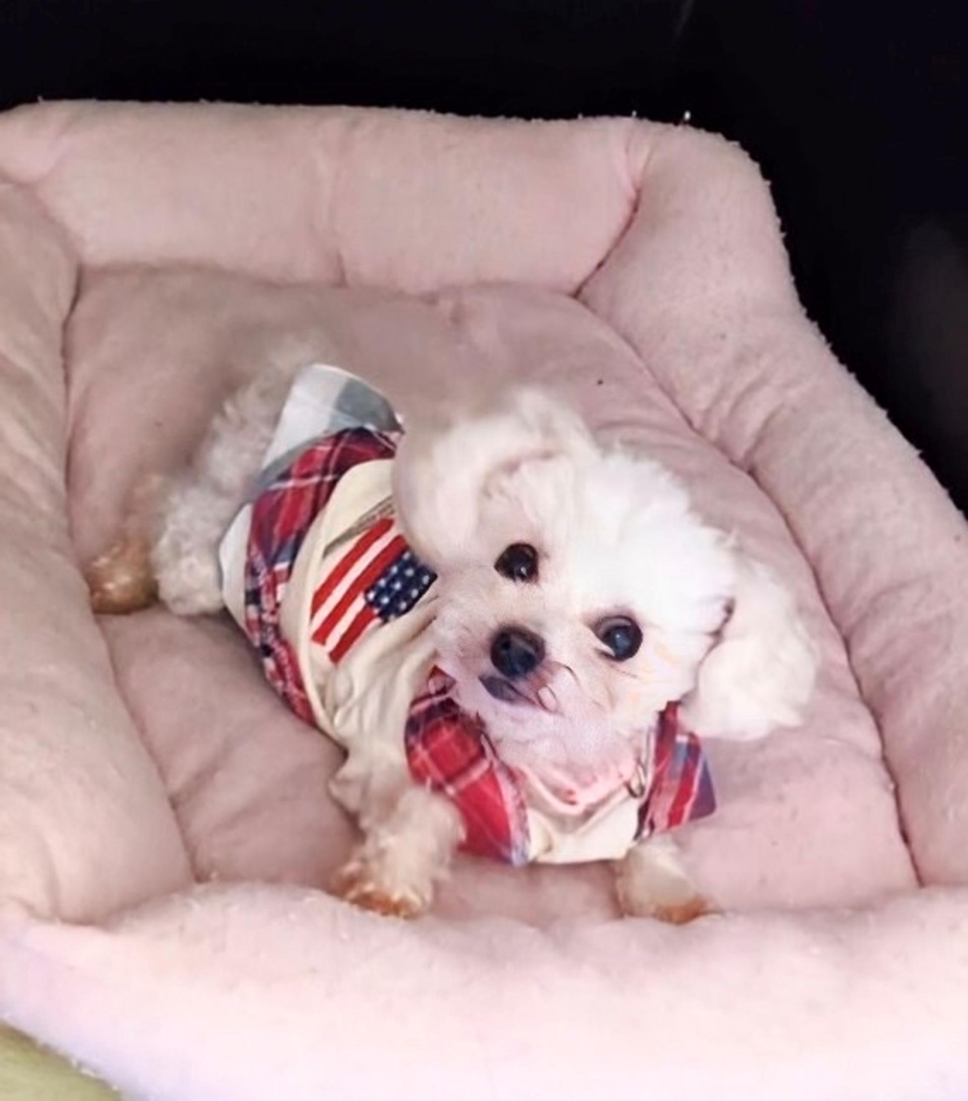 pet-image-7