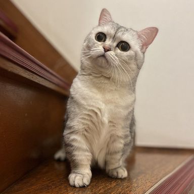 ミヌエット・メスの里親募集の写真