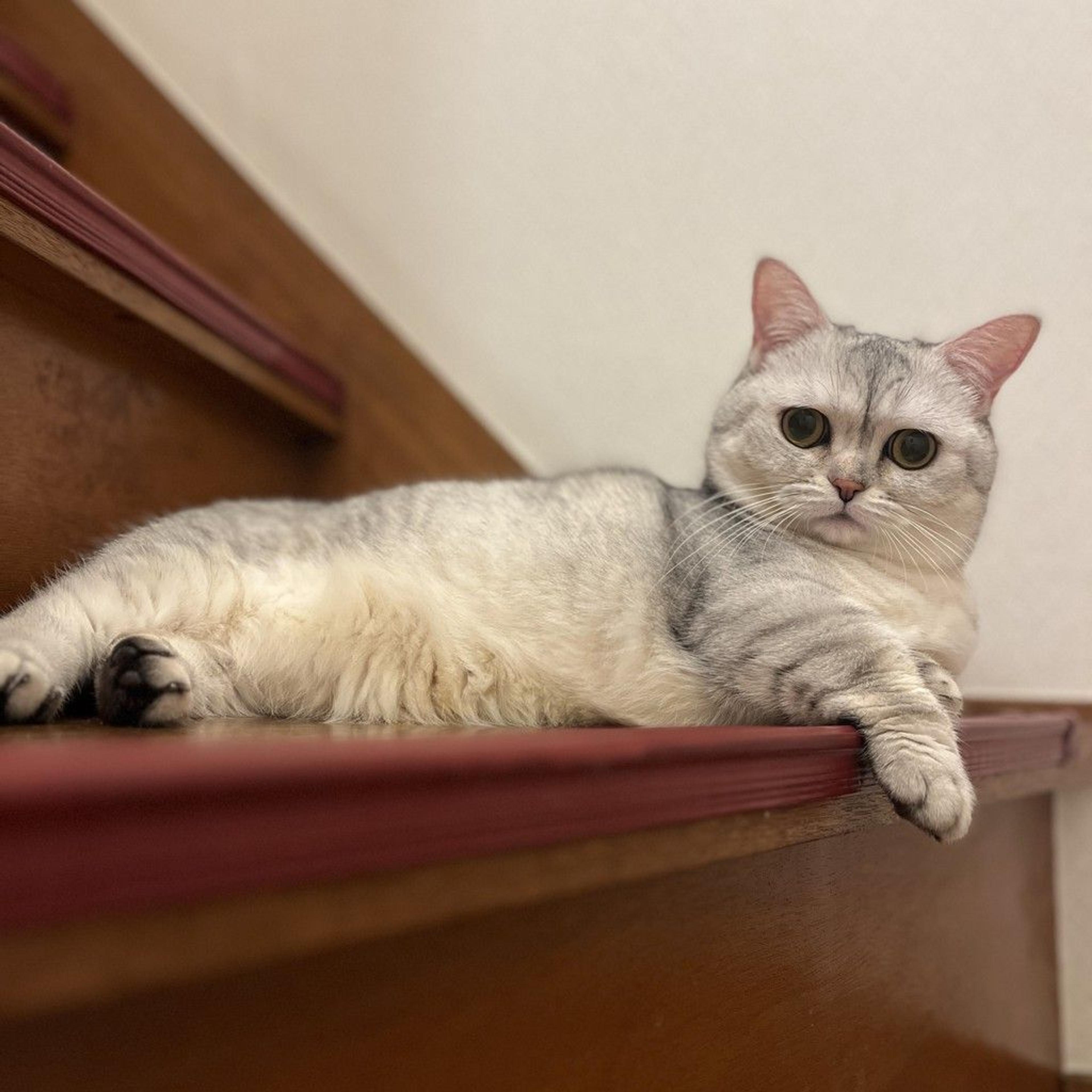 pet-image-2