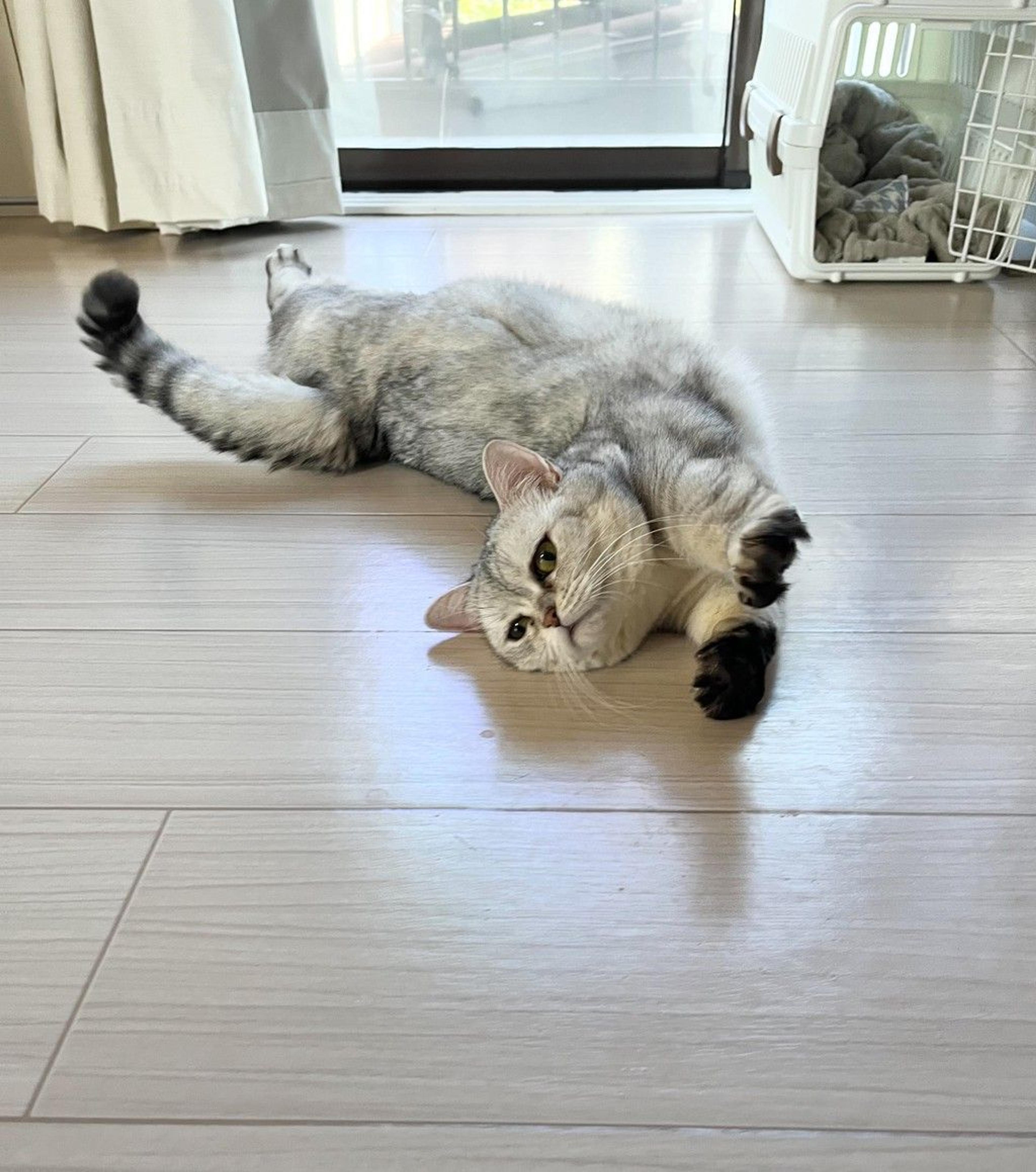 pet-image-3