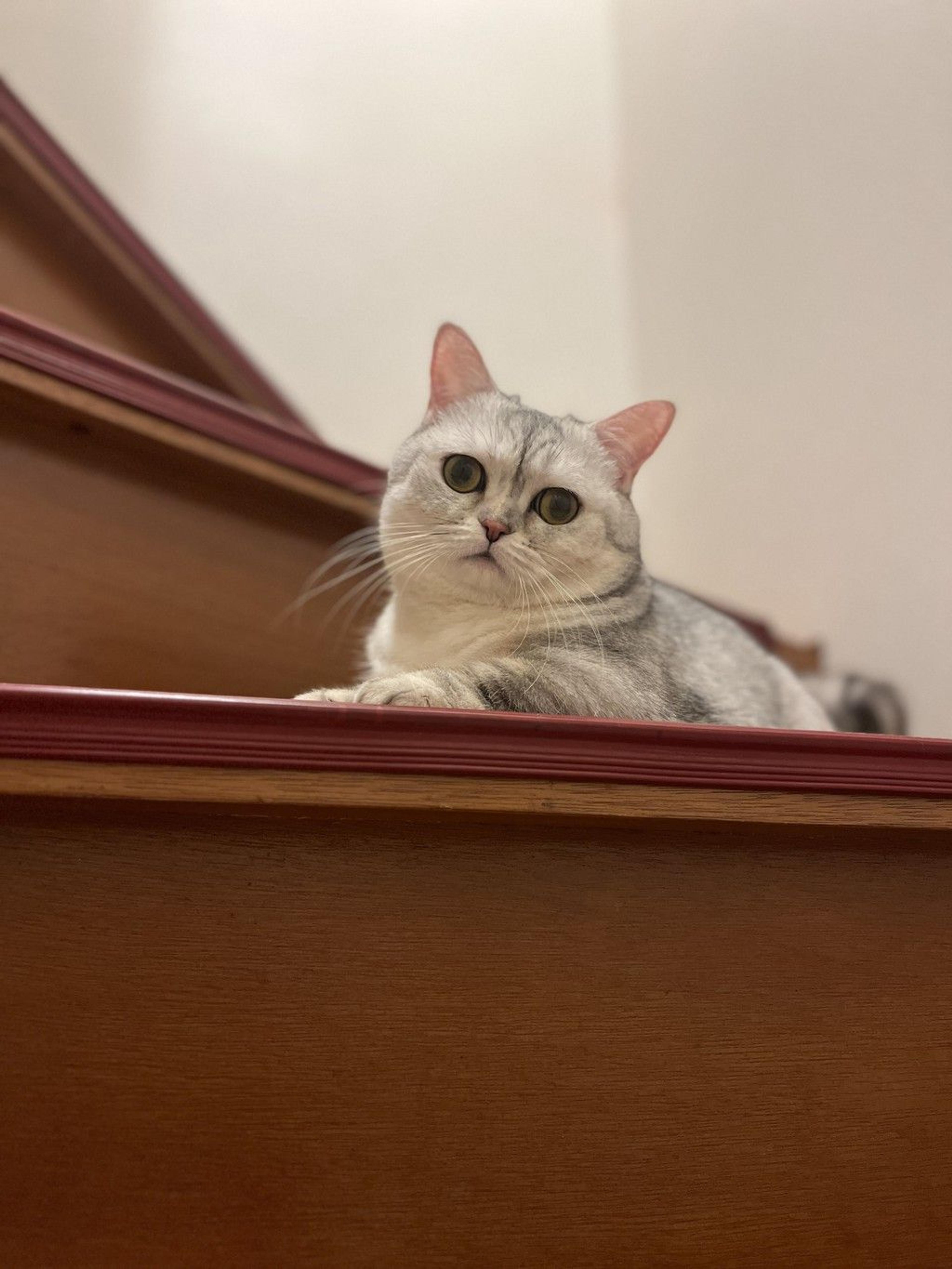 pet-image-4