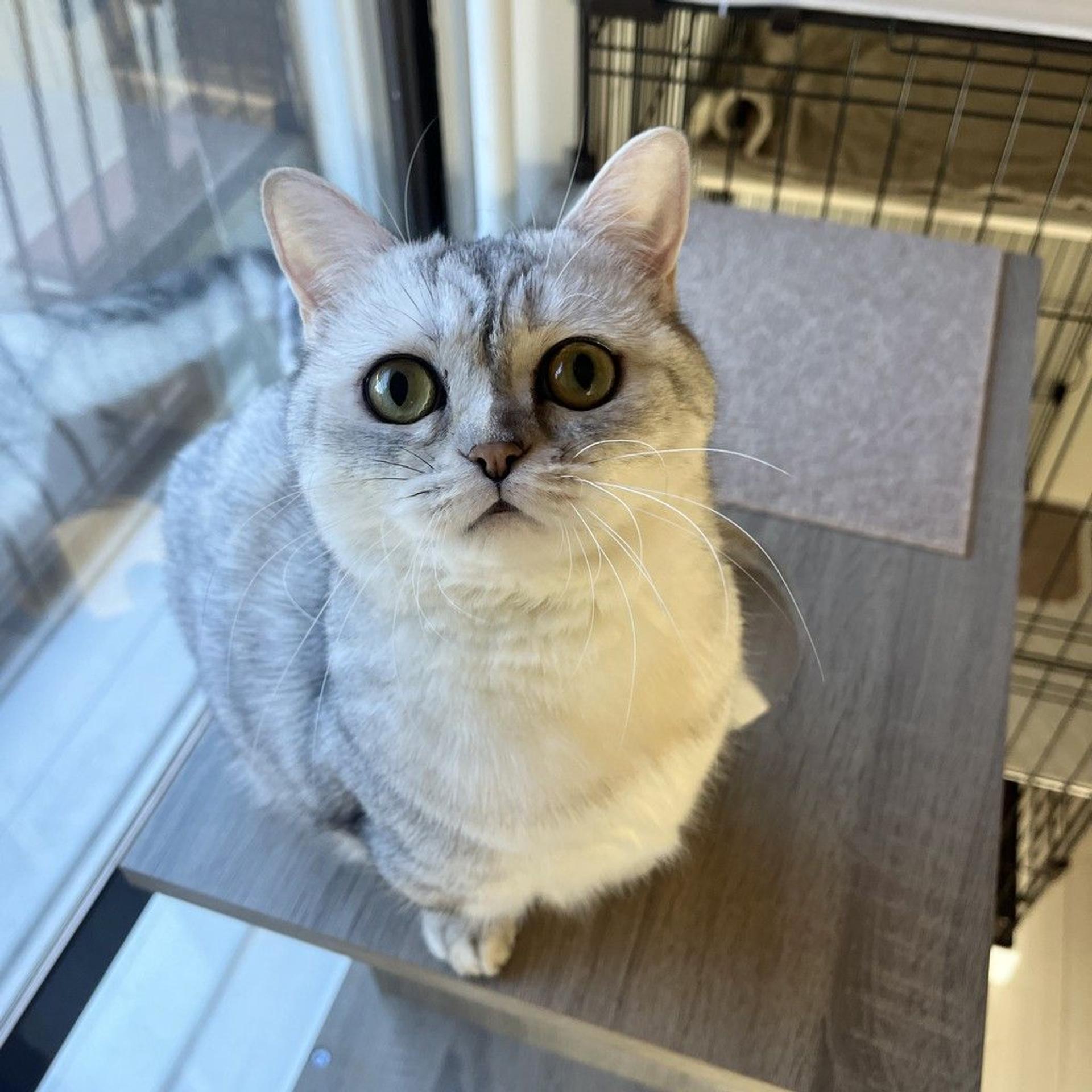 pet-image-6