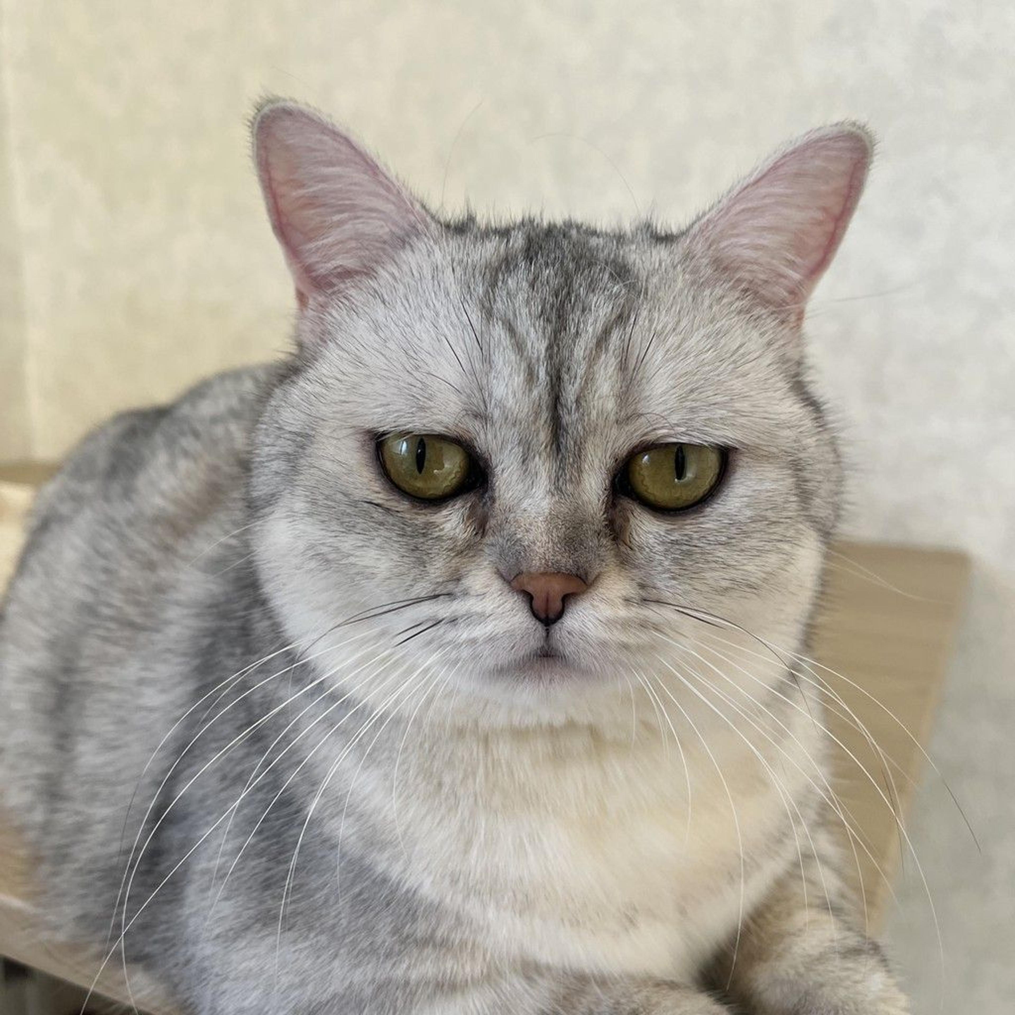 pet-image-7
