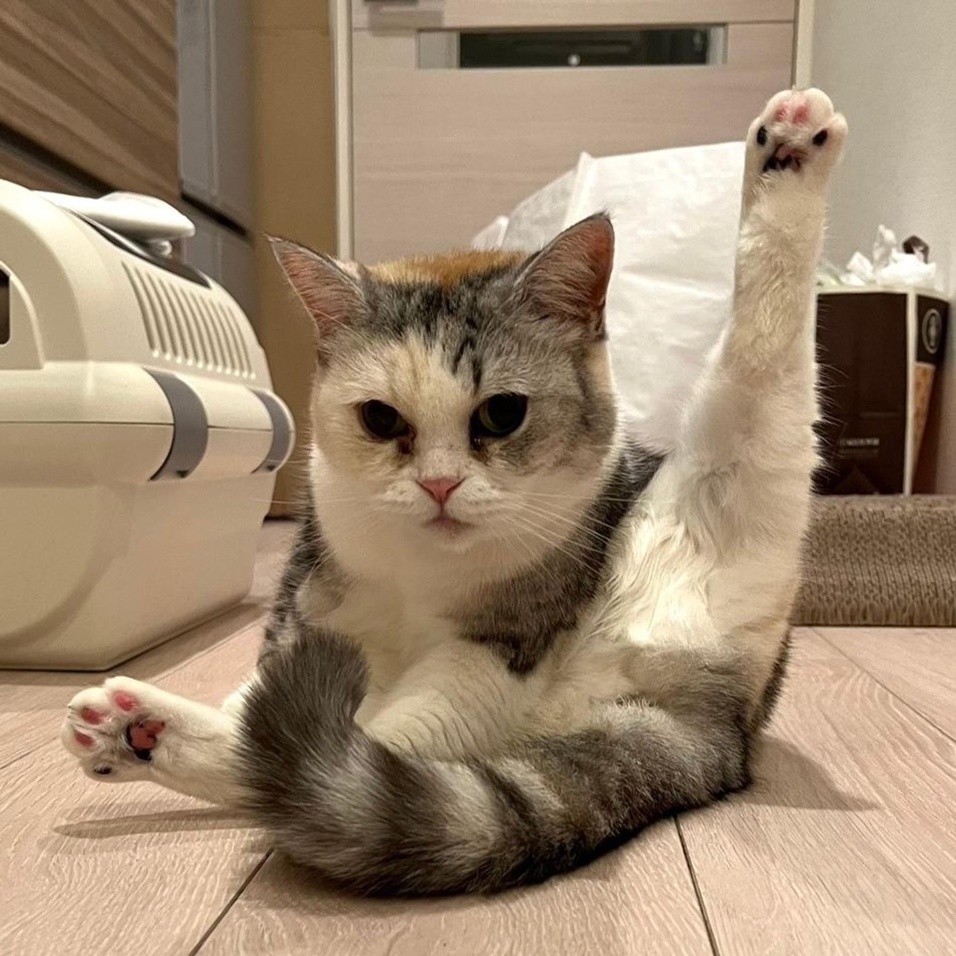 pet-image-3
