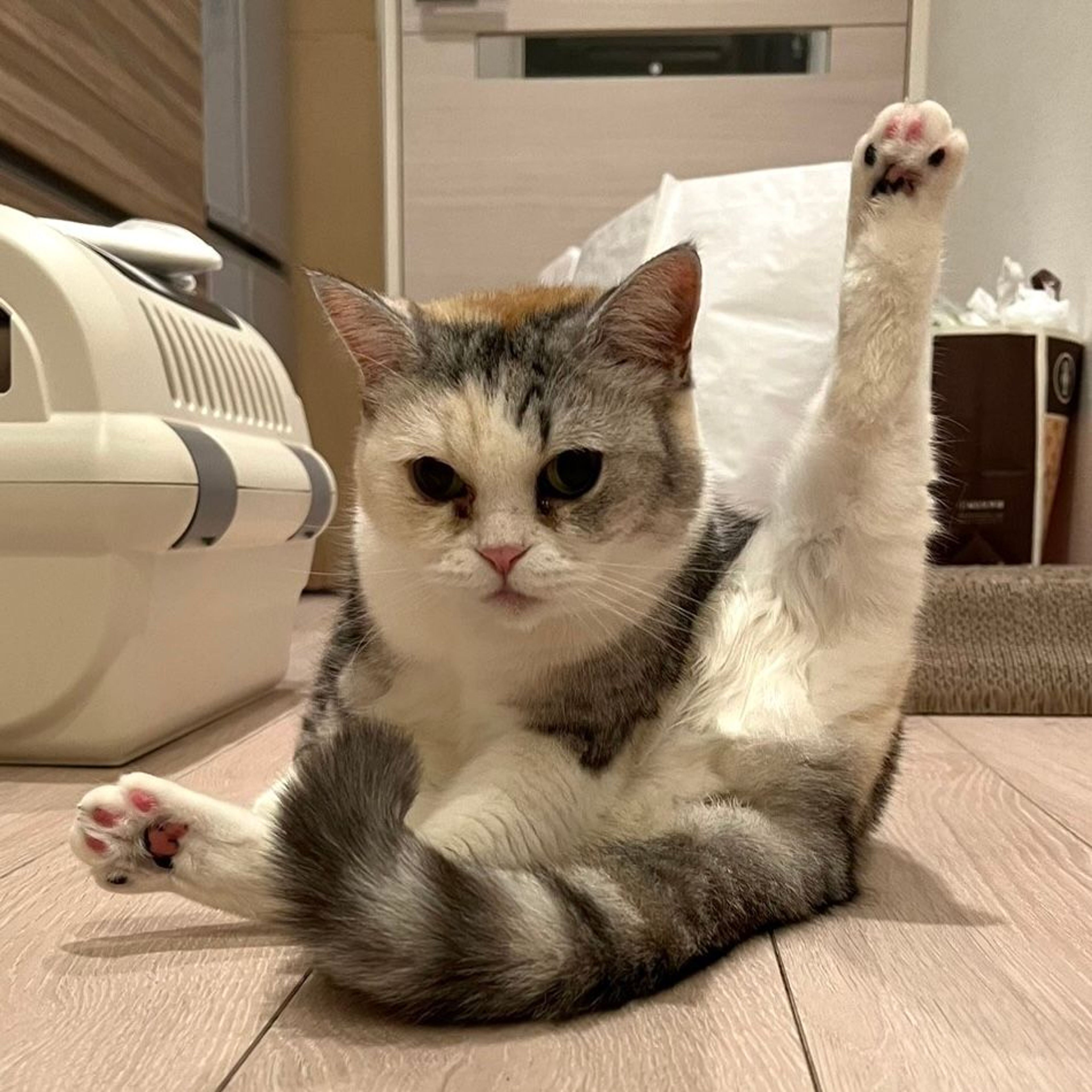 pet-image-3