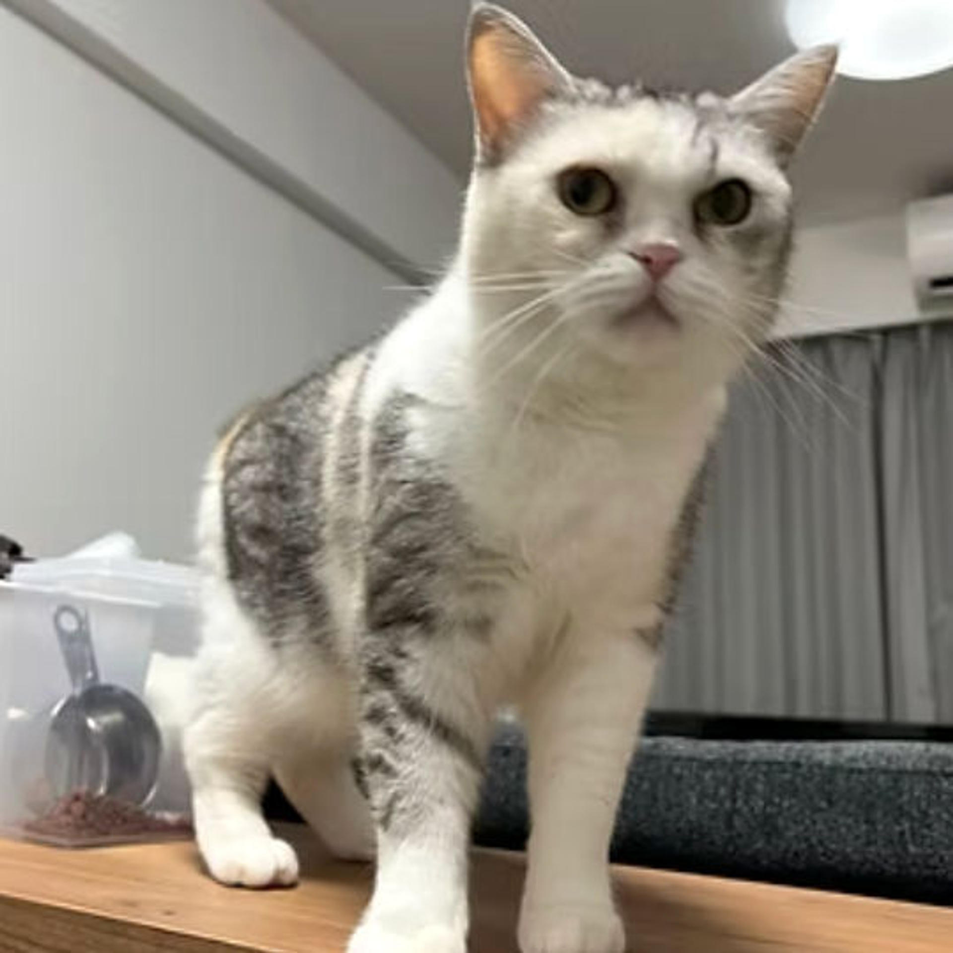 pet-image-5