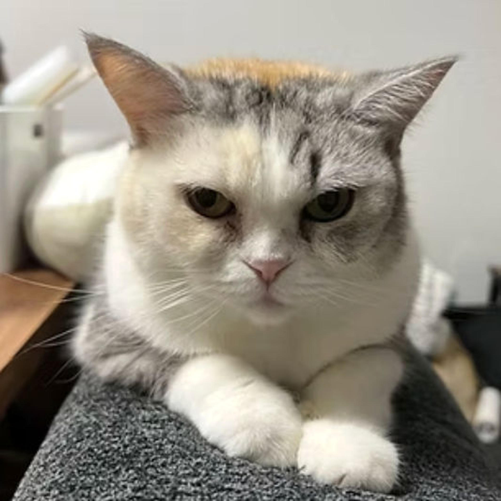 pet-image-6